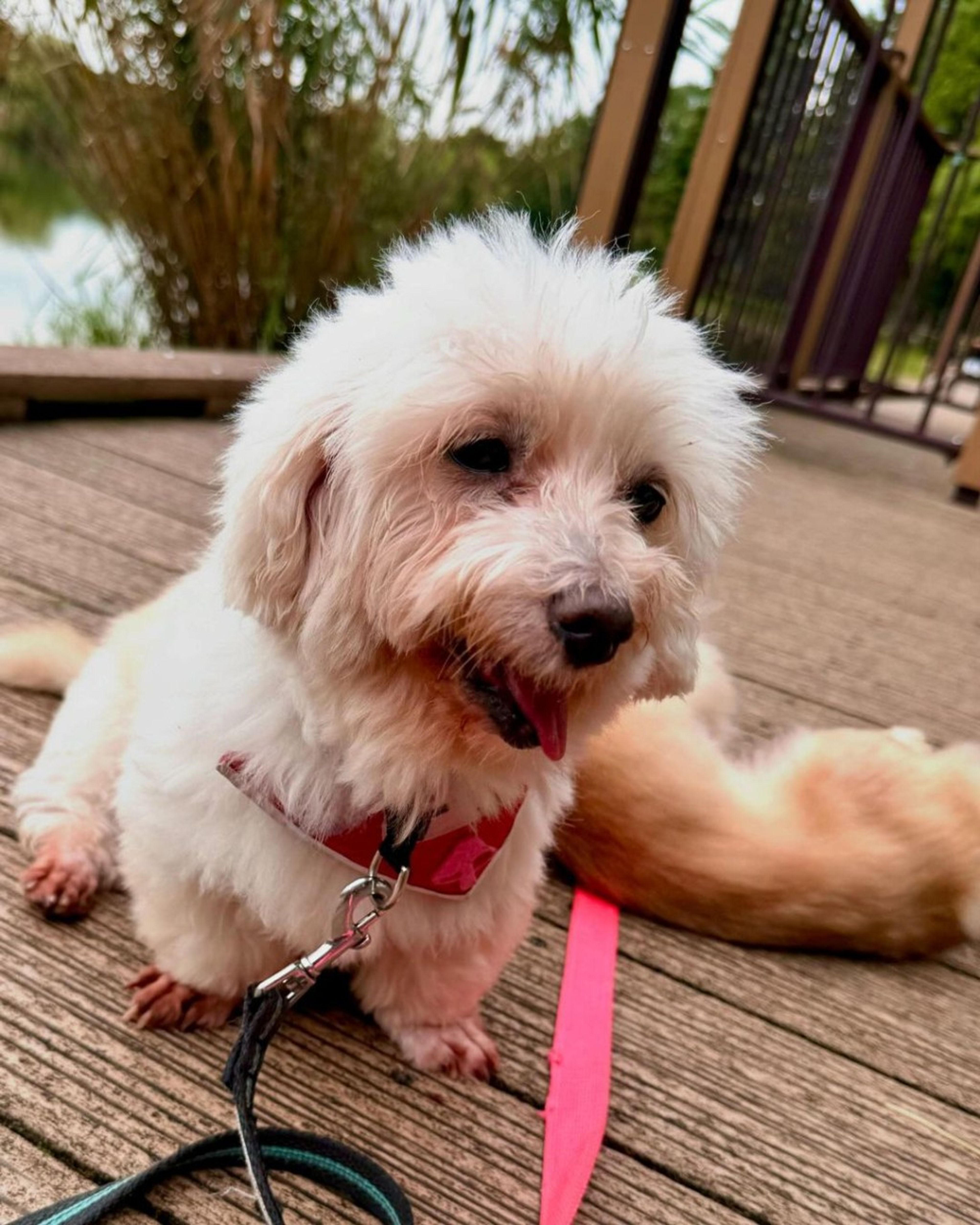 pet-image-2