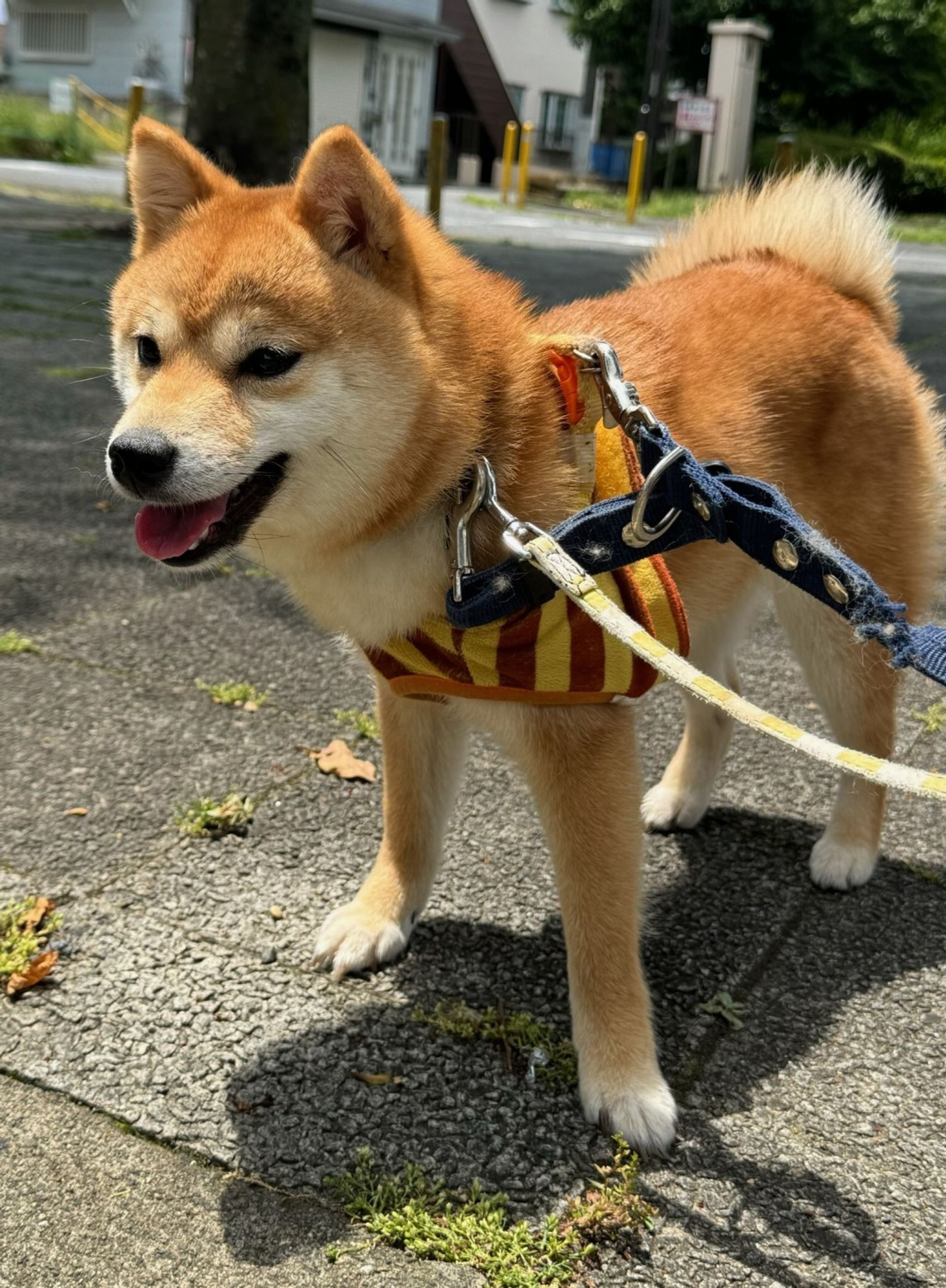 柴犬・メスの里親募集の写真