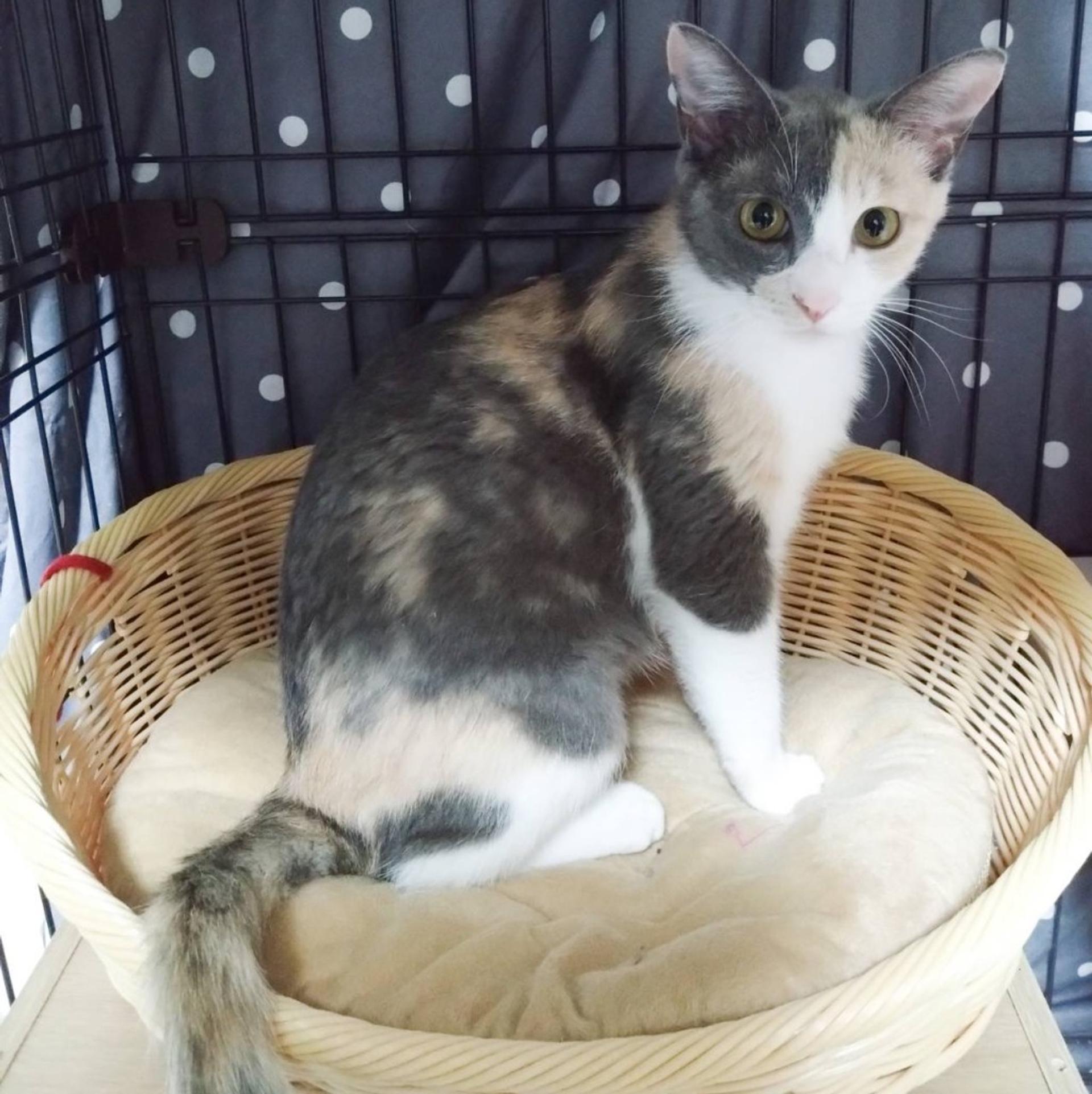 pet-image-2