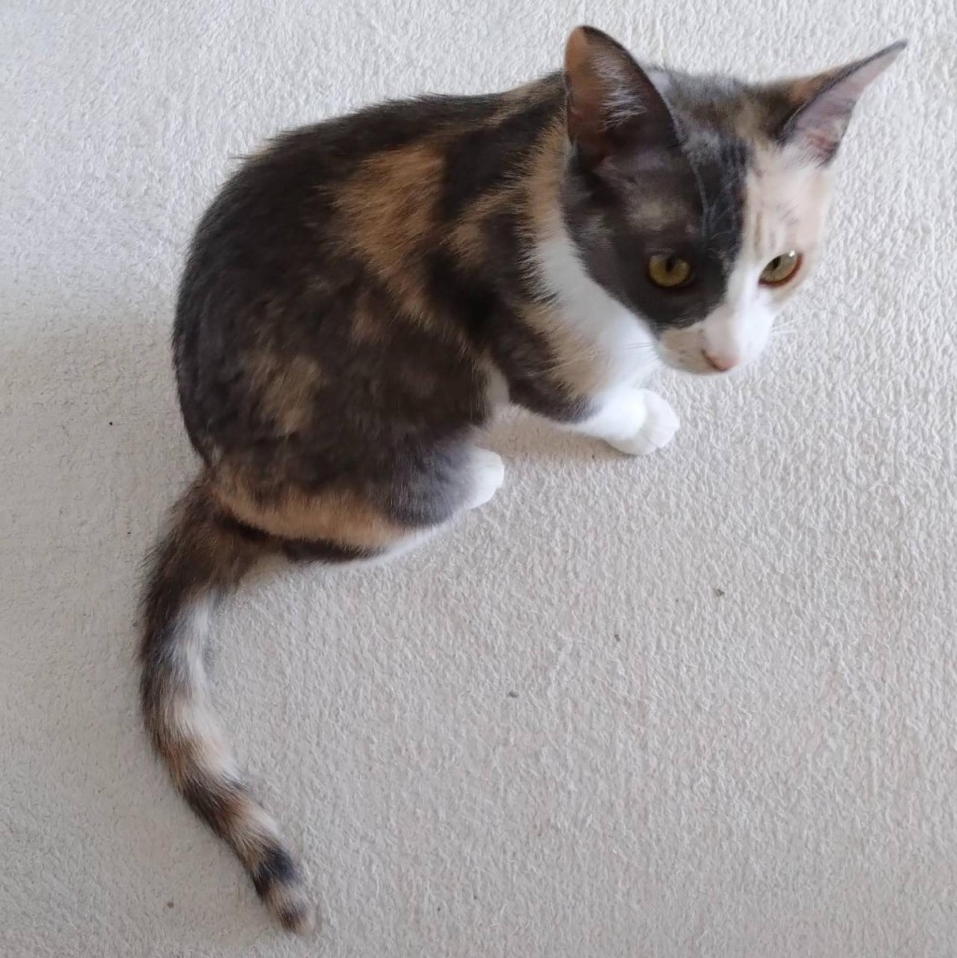 pet-image-4