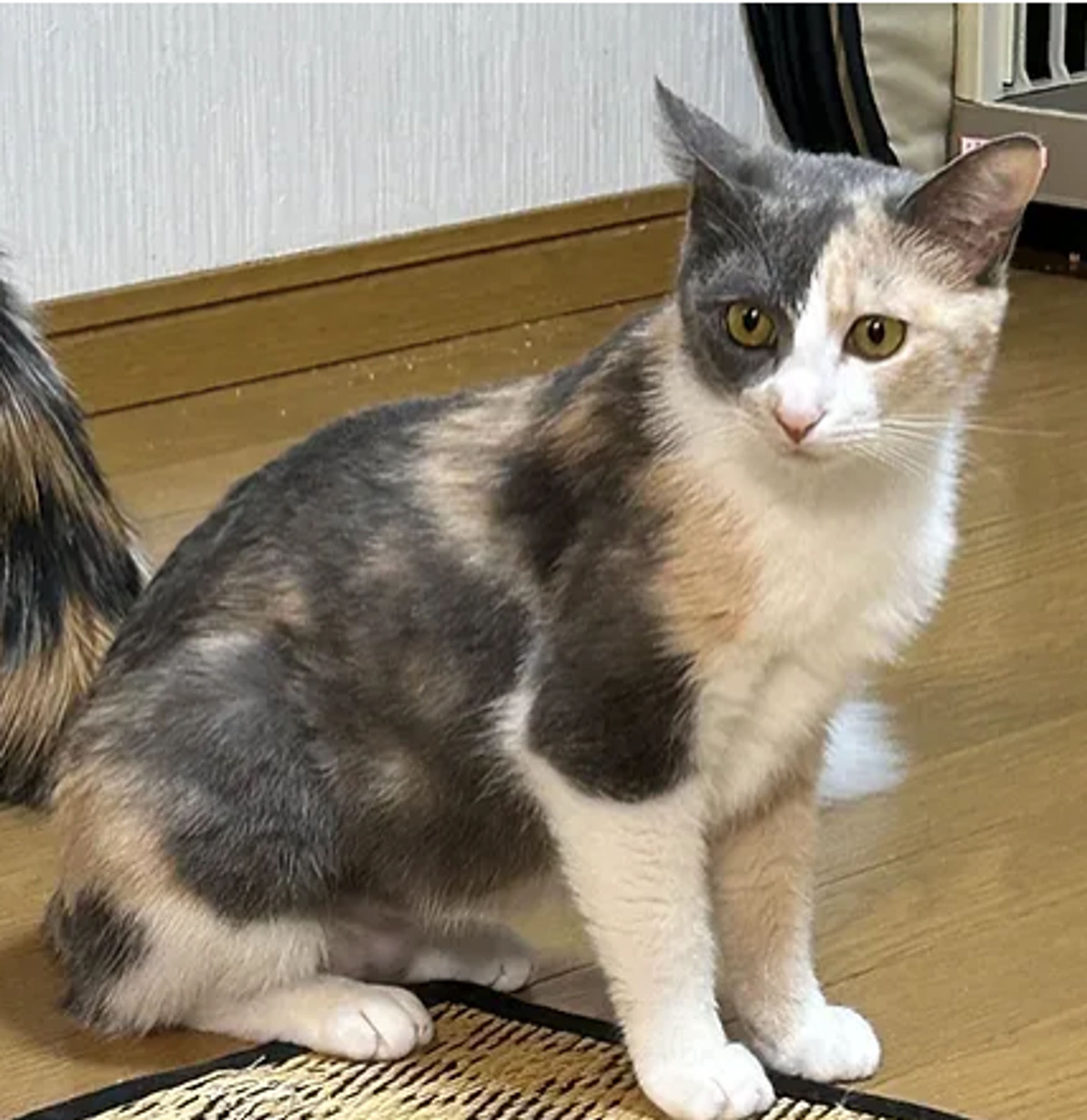 雑種（ミックス猫）・メスの里親募集の写真