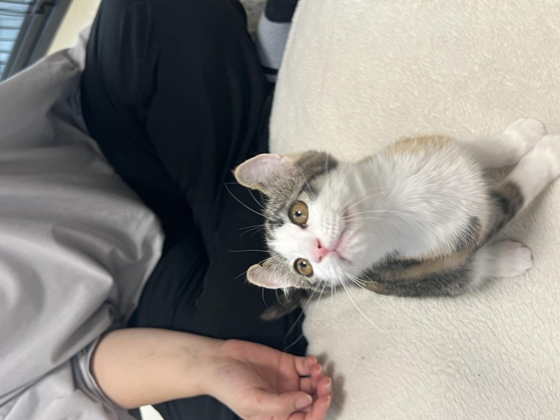 pet-image-3
