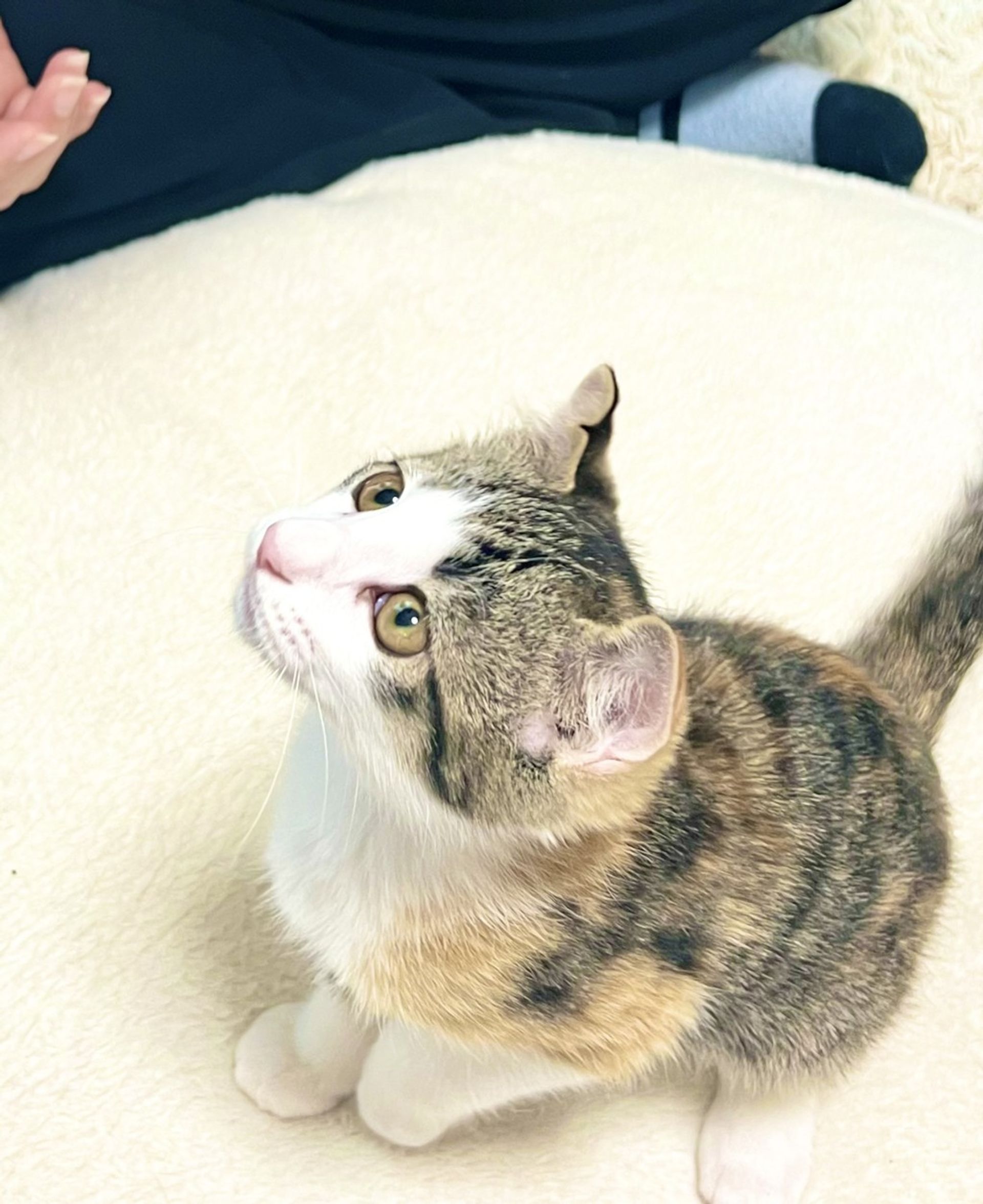 雑種（ミックス猫）・メスの里親募集の写真