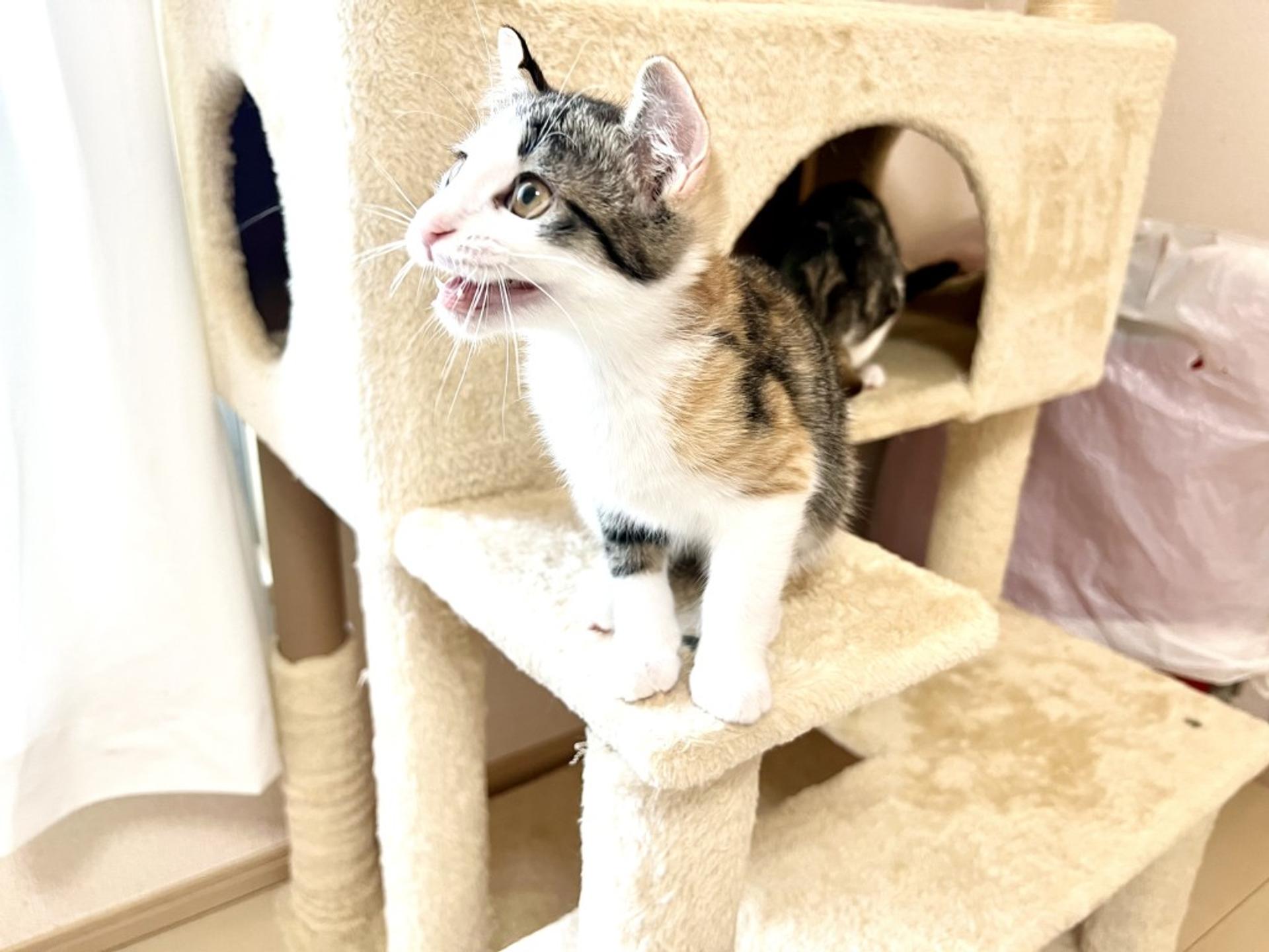 pet-image-4