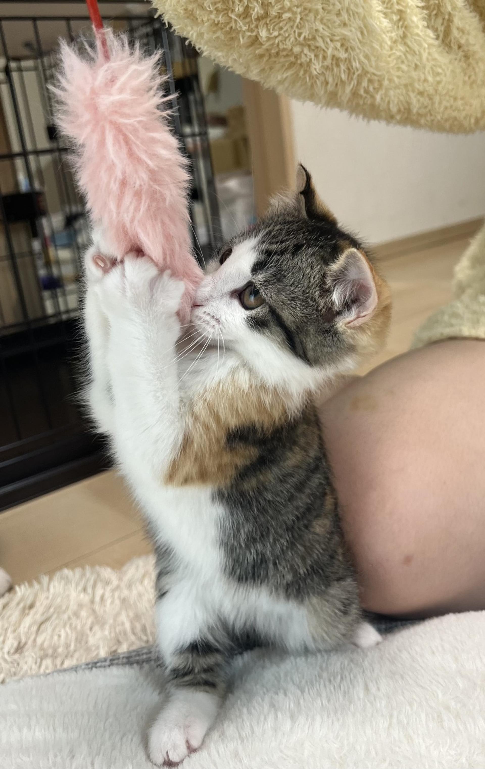 pet-image-8