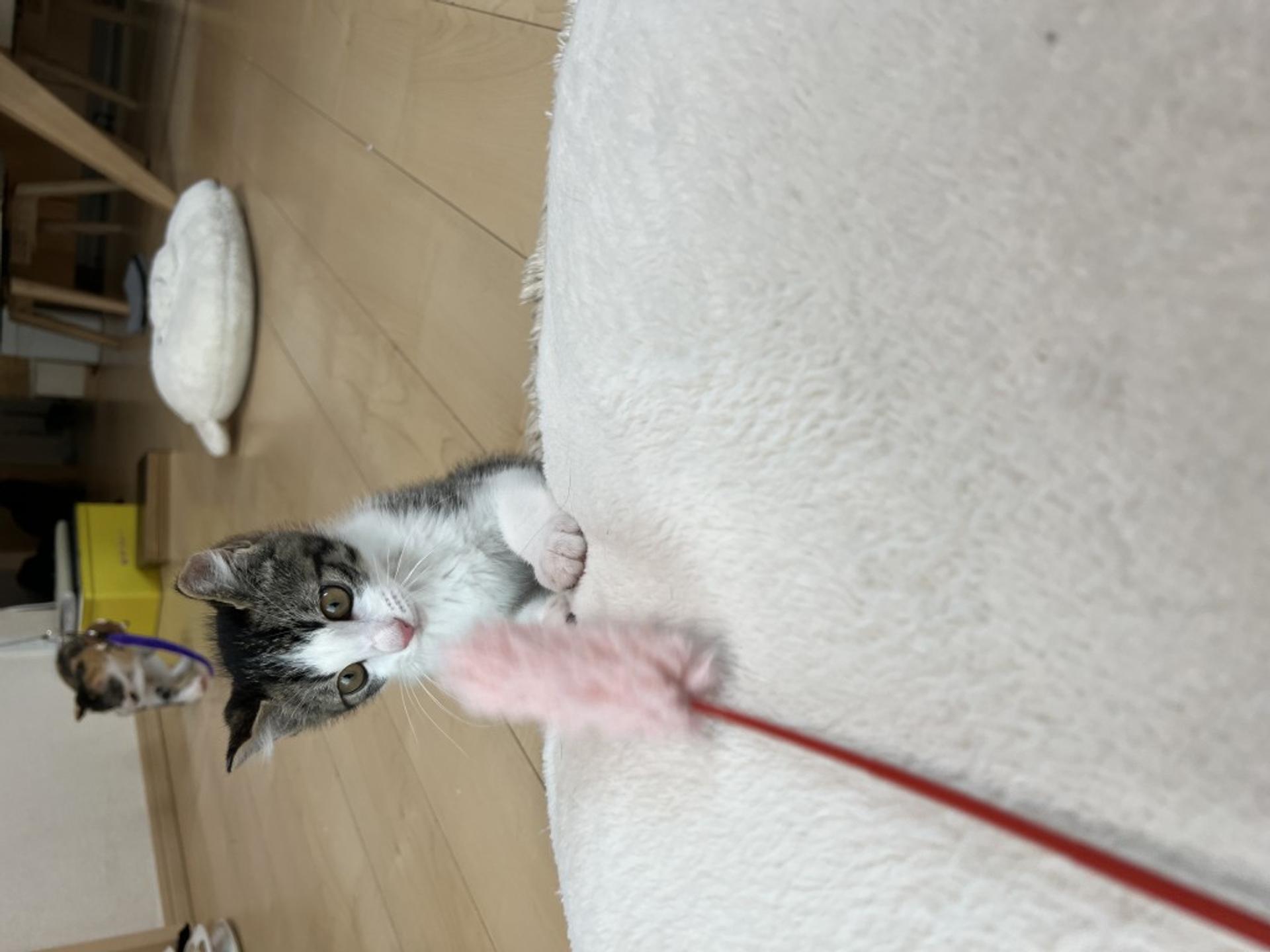 pet-image-2