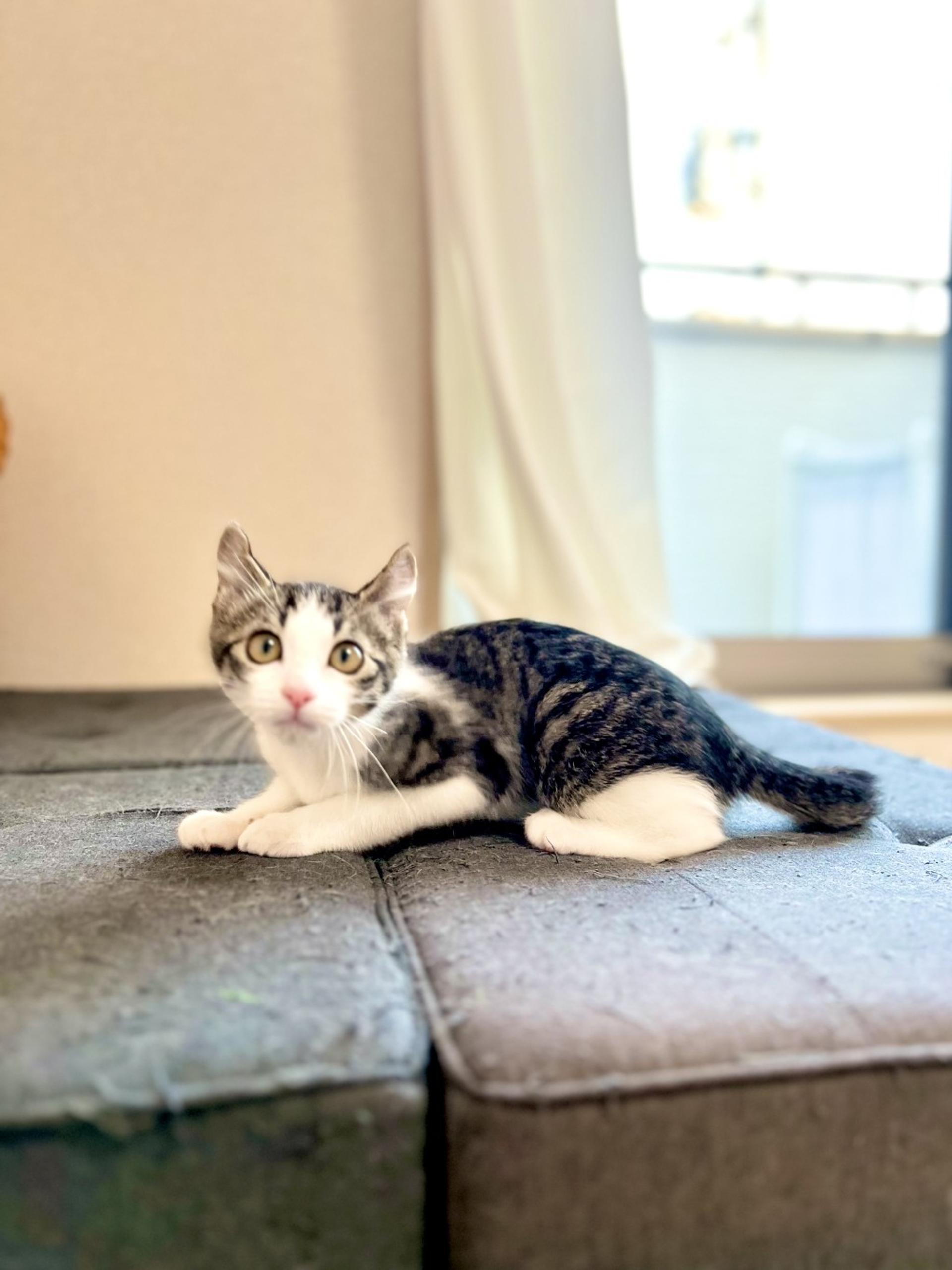 pet-image-10