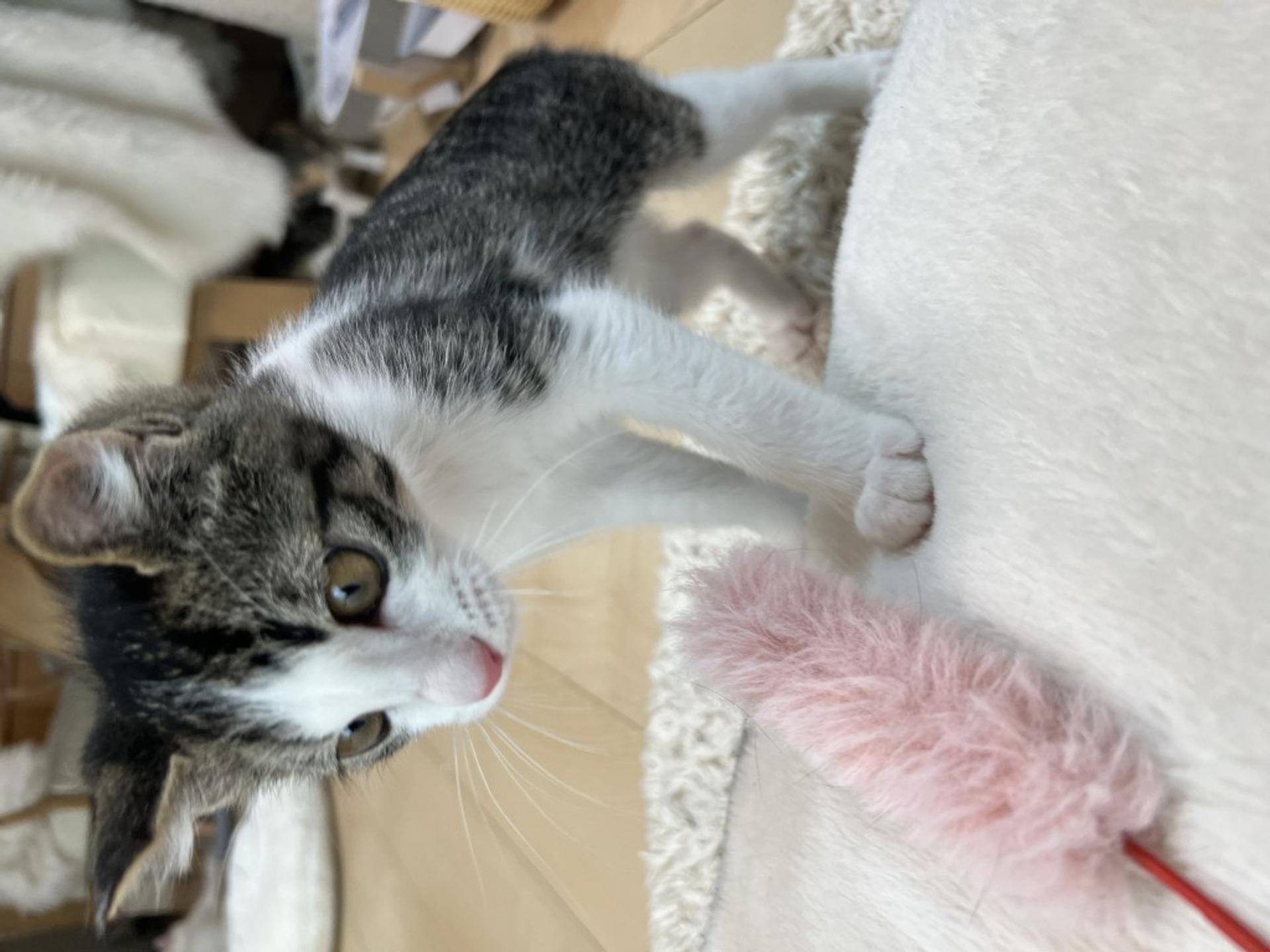 pet-image-5