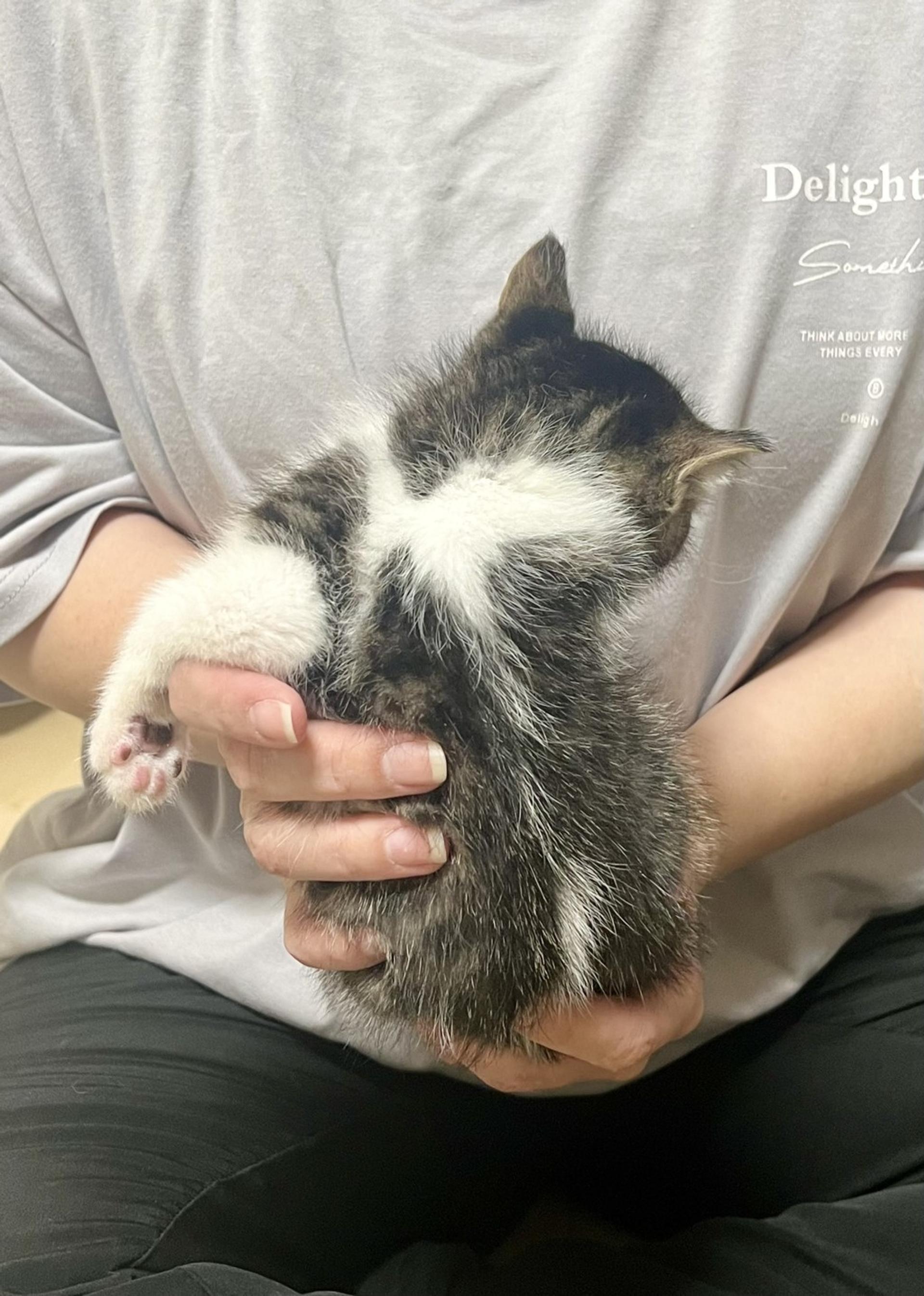 pet-image-9