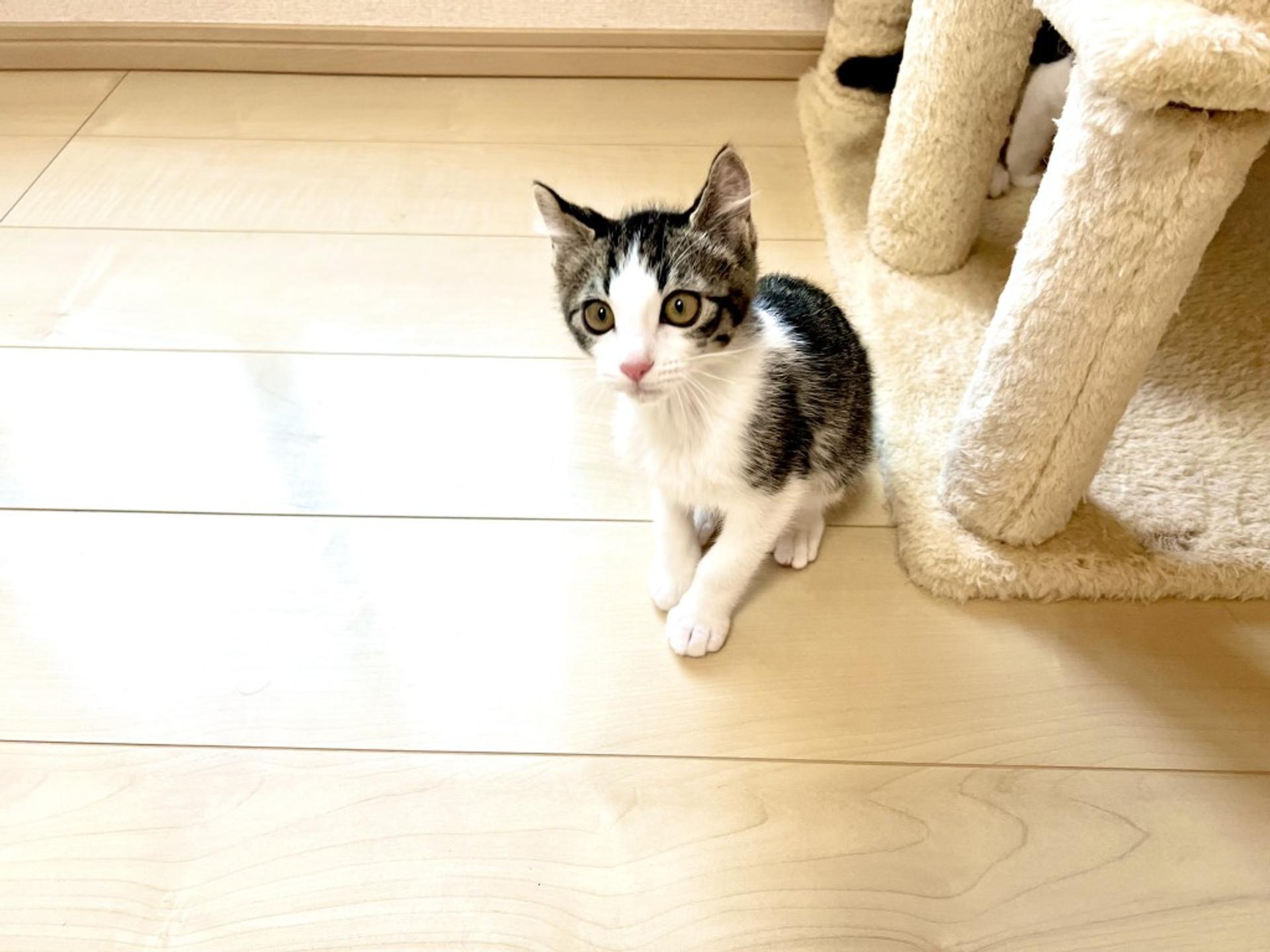 pet-image-4