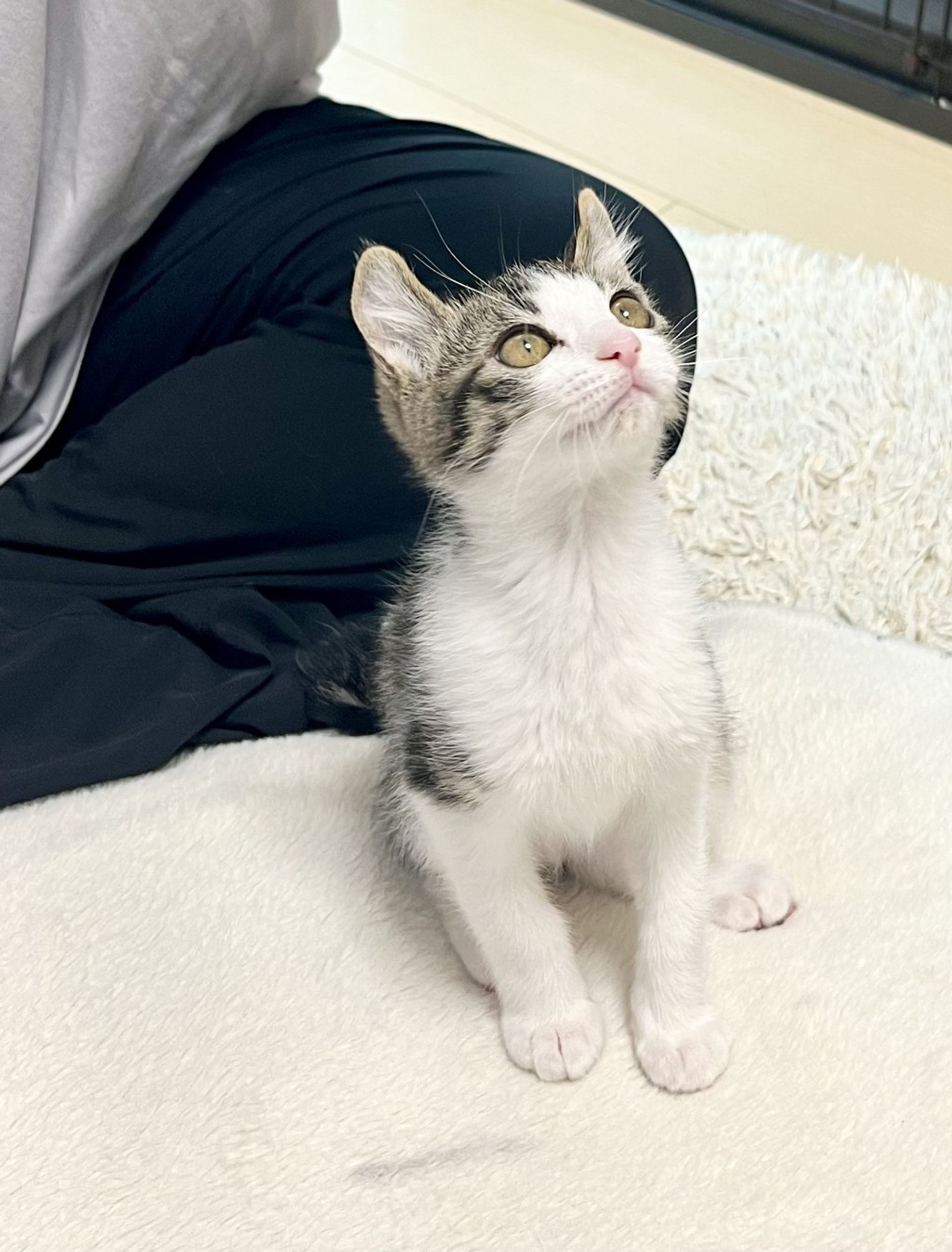 雑種（ミックス猫）・オスの里親募集の写真