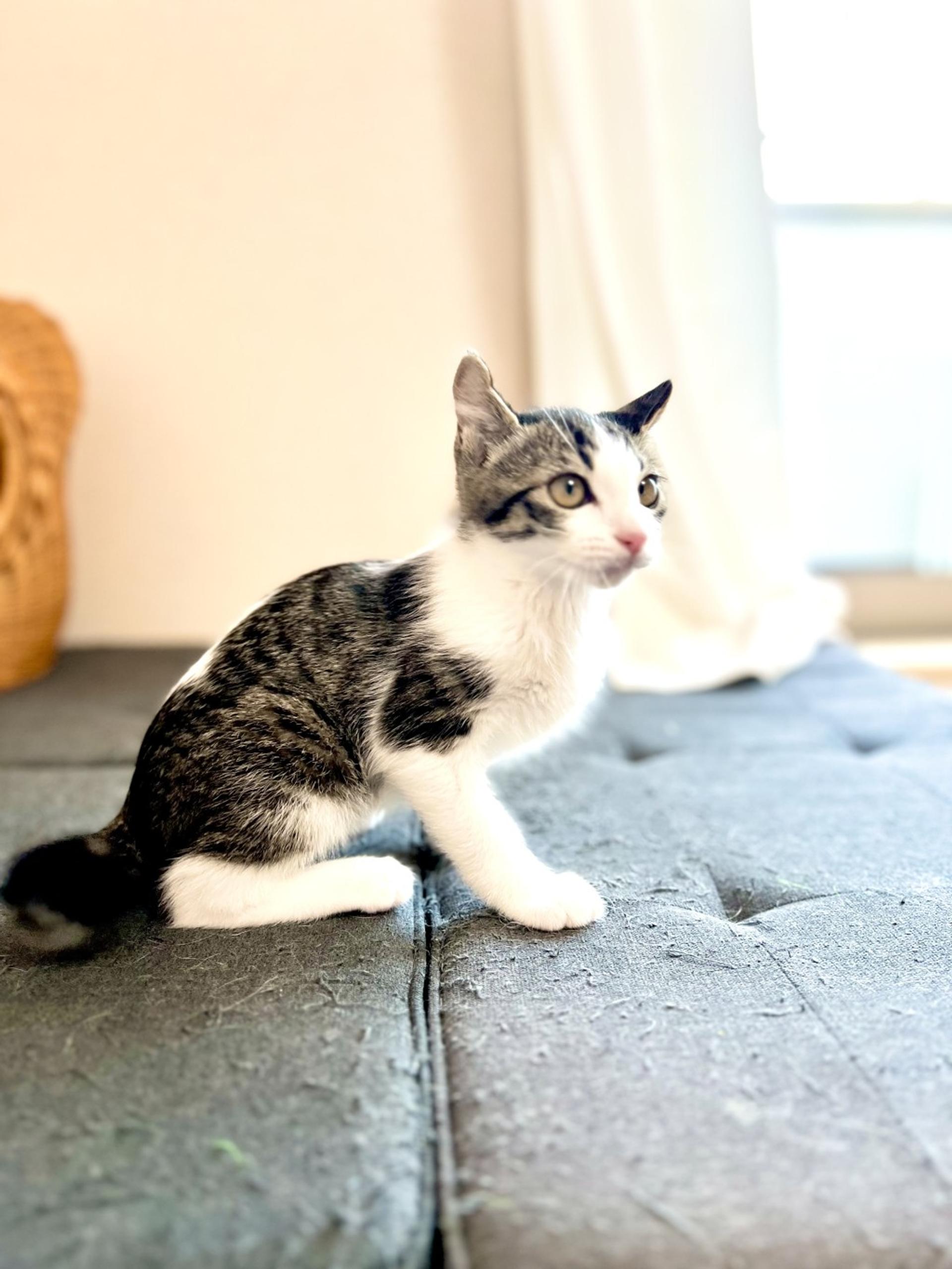 pet-image-7