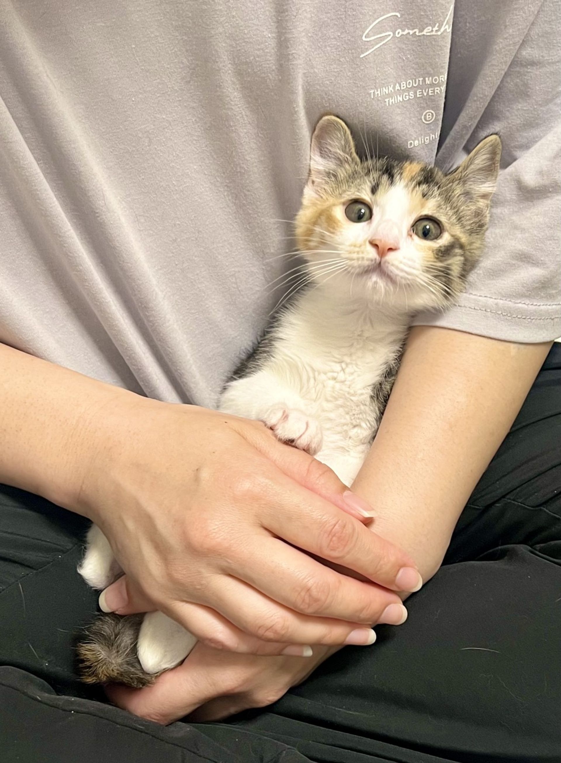 雑種（ミックス猫）・メスの里親募集の写真