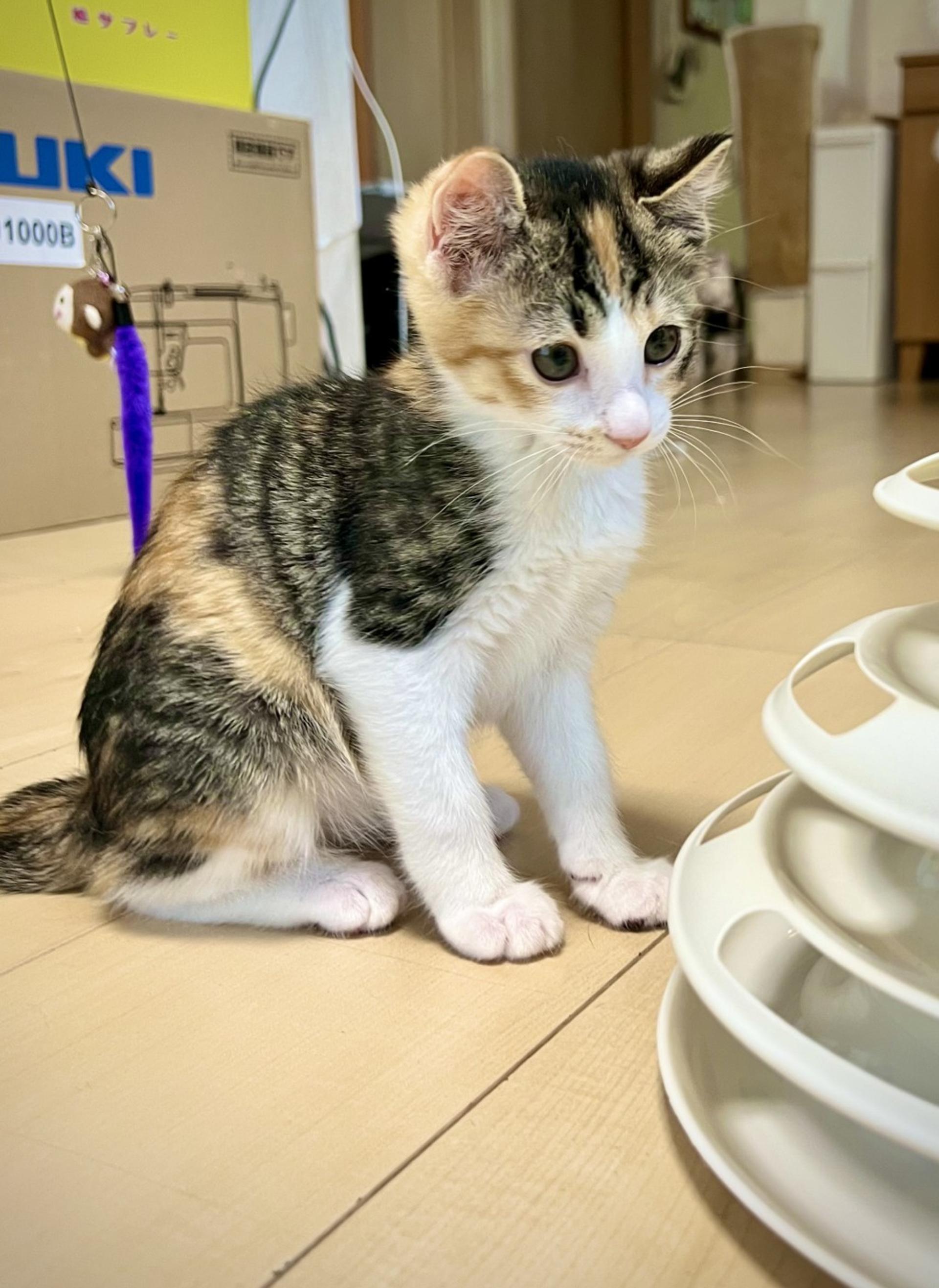 pet-image-3
