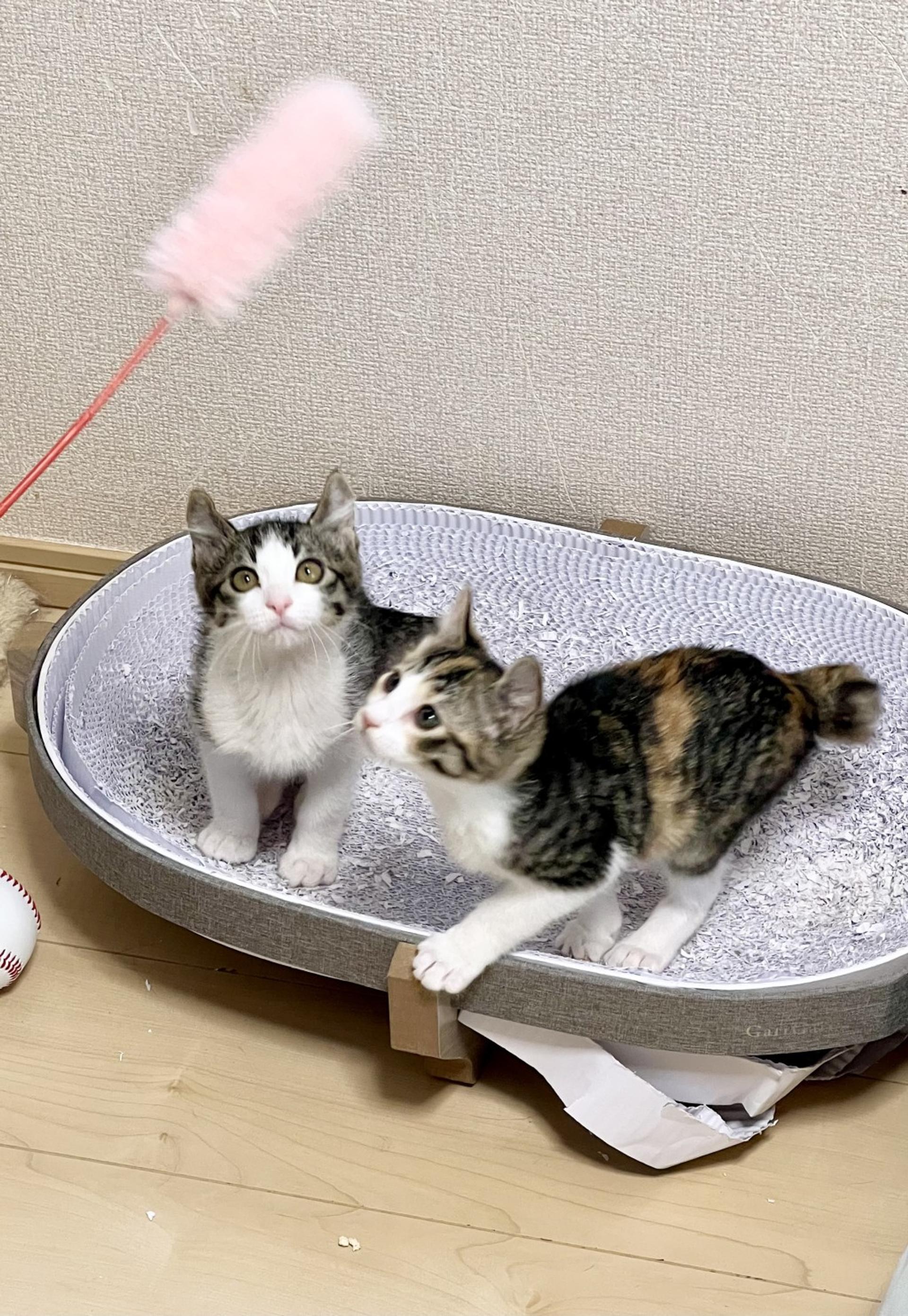 pet-image-5