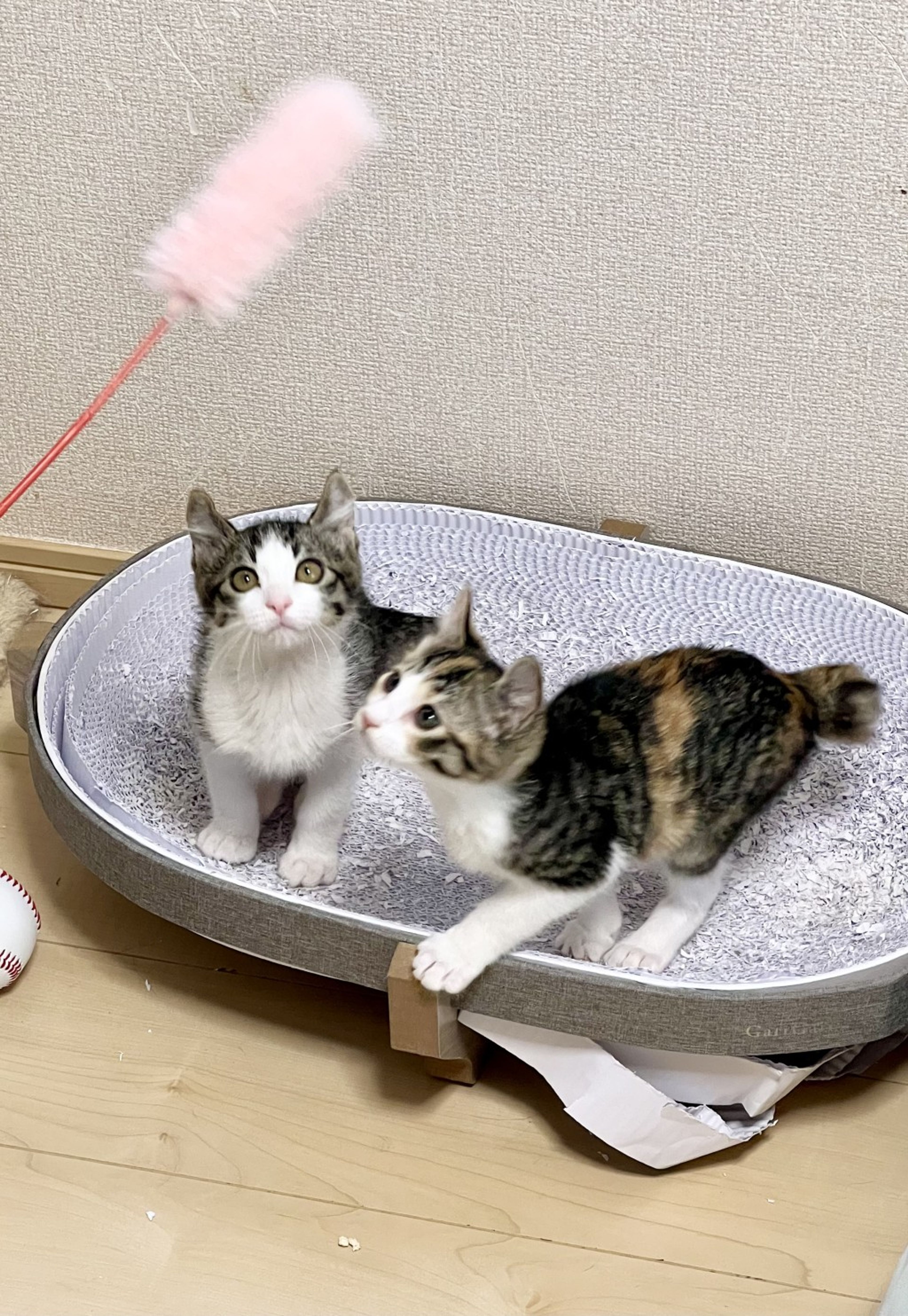 pet-image-5