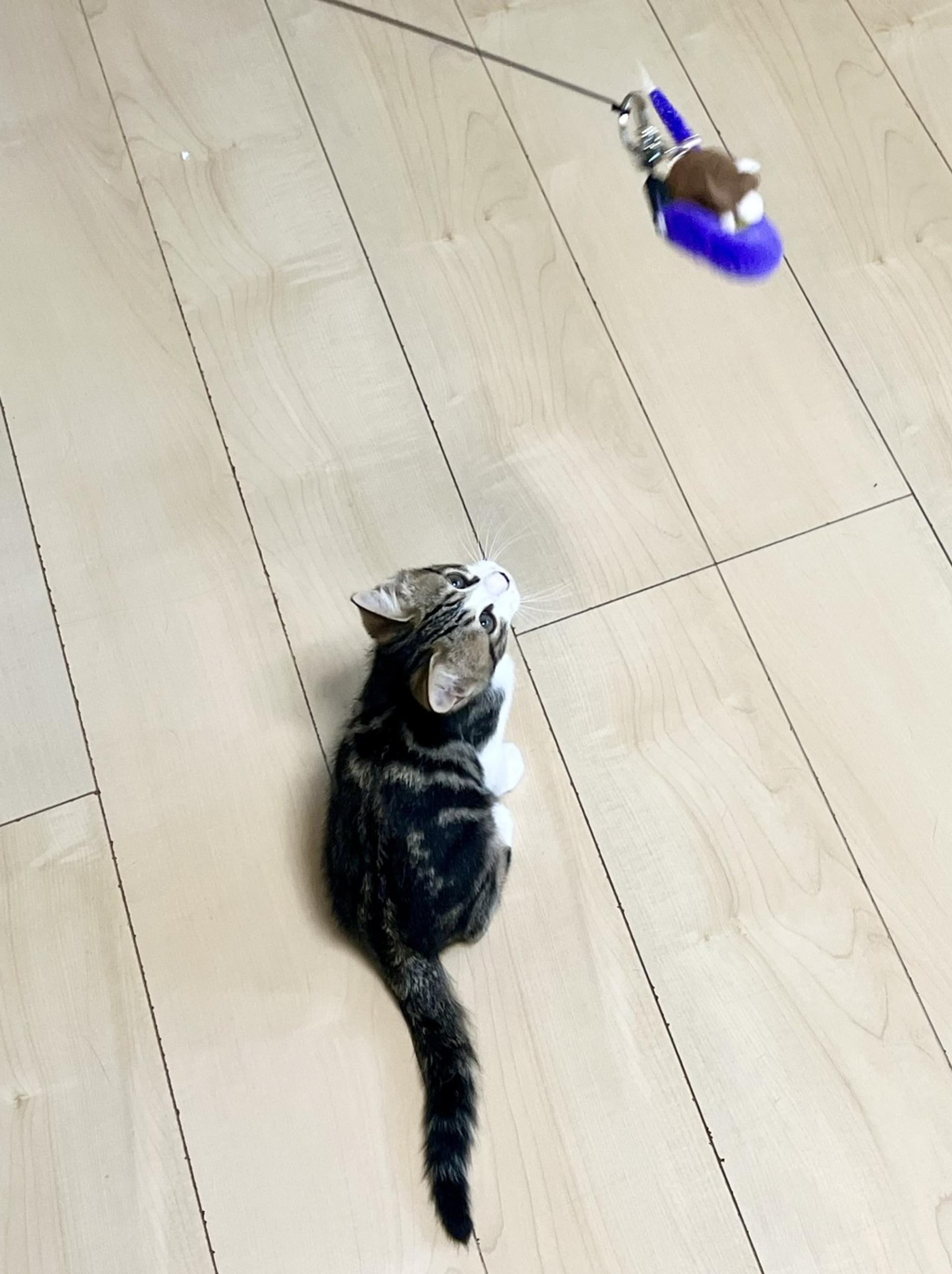 pet-image-5