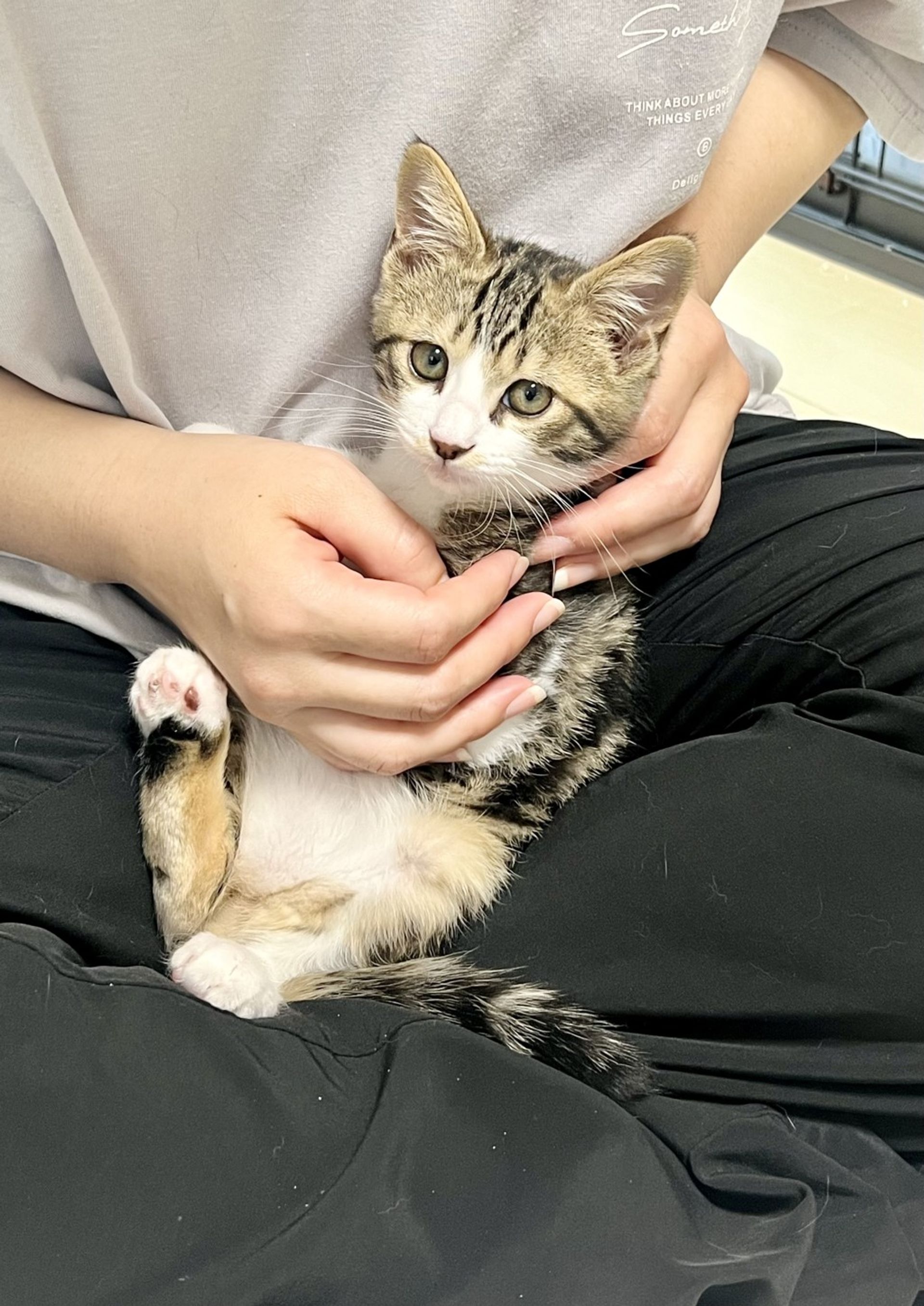 雑種（ミックス猫）・オスの里親募集の写真