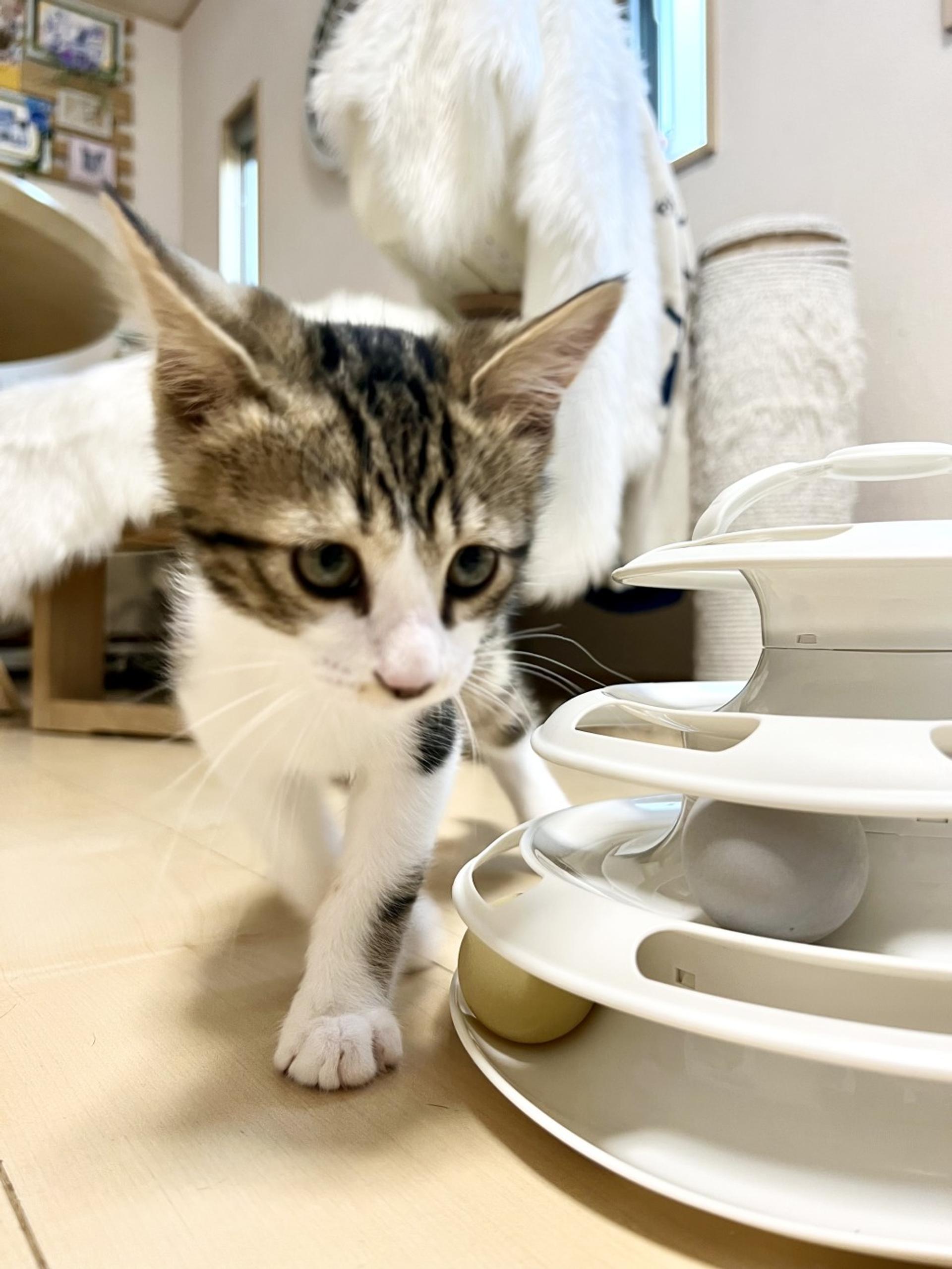pet-image-4