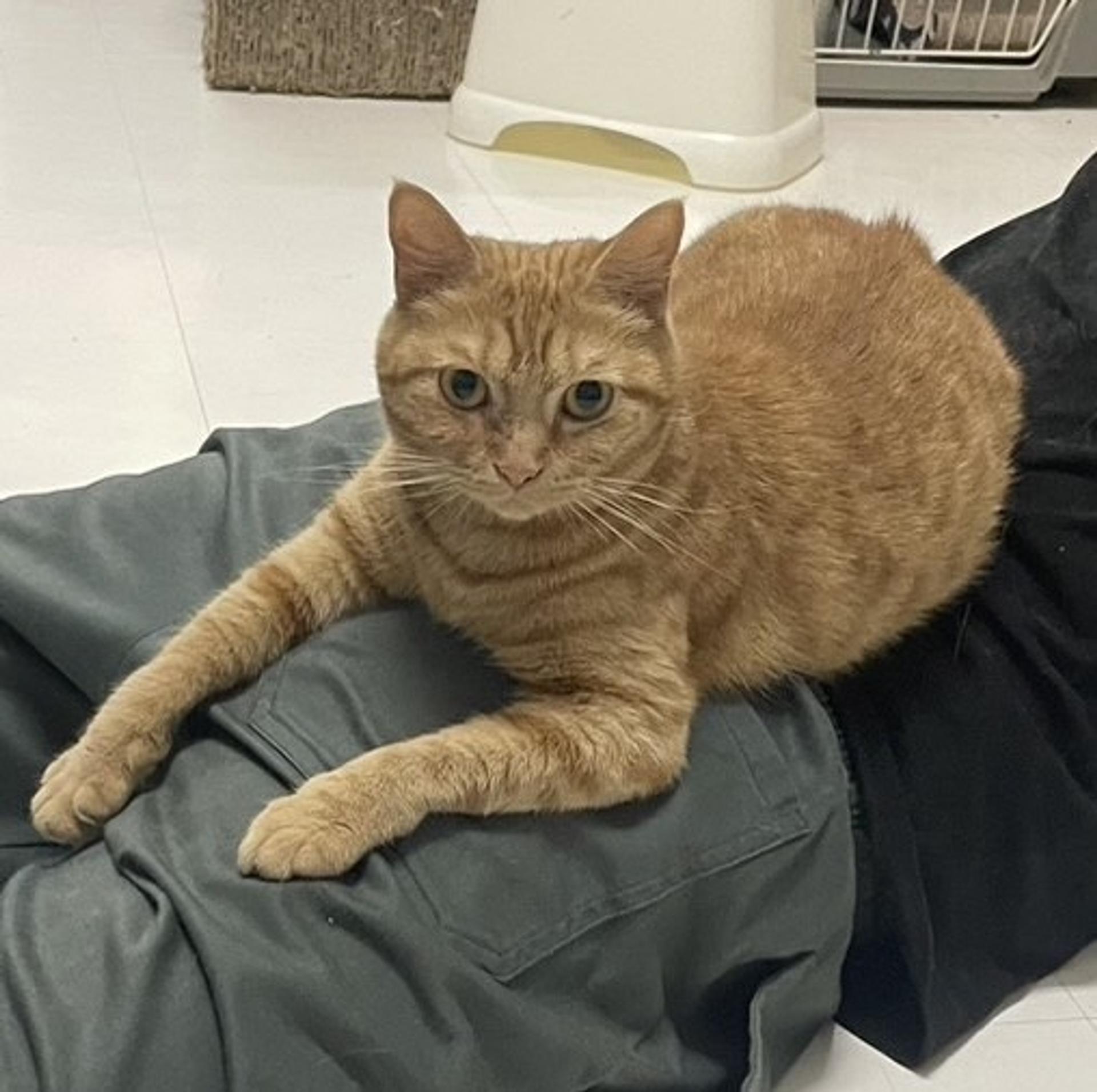pet-image-6