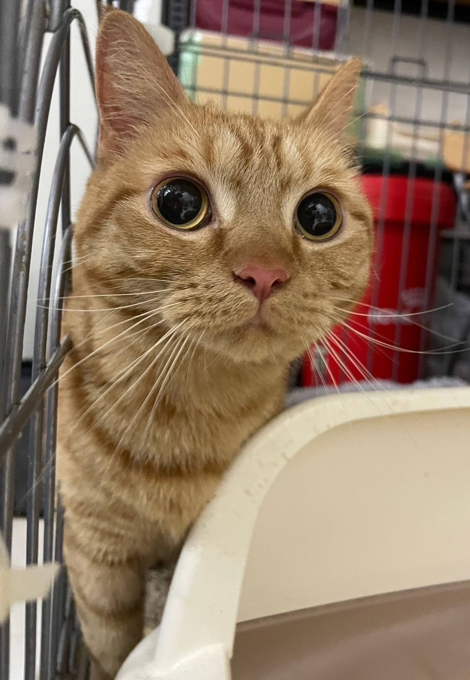 雑種（ミックス猫）・メスの里親募集の写真