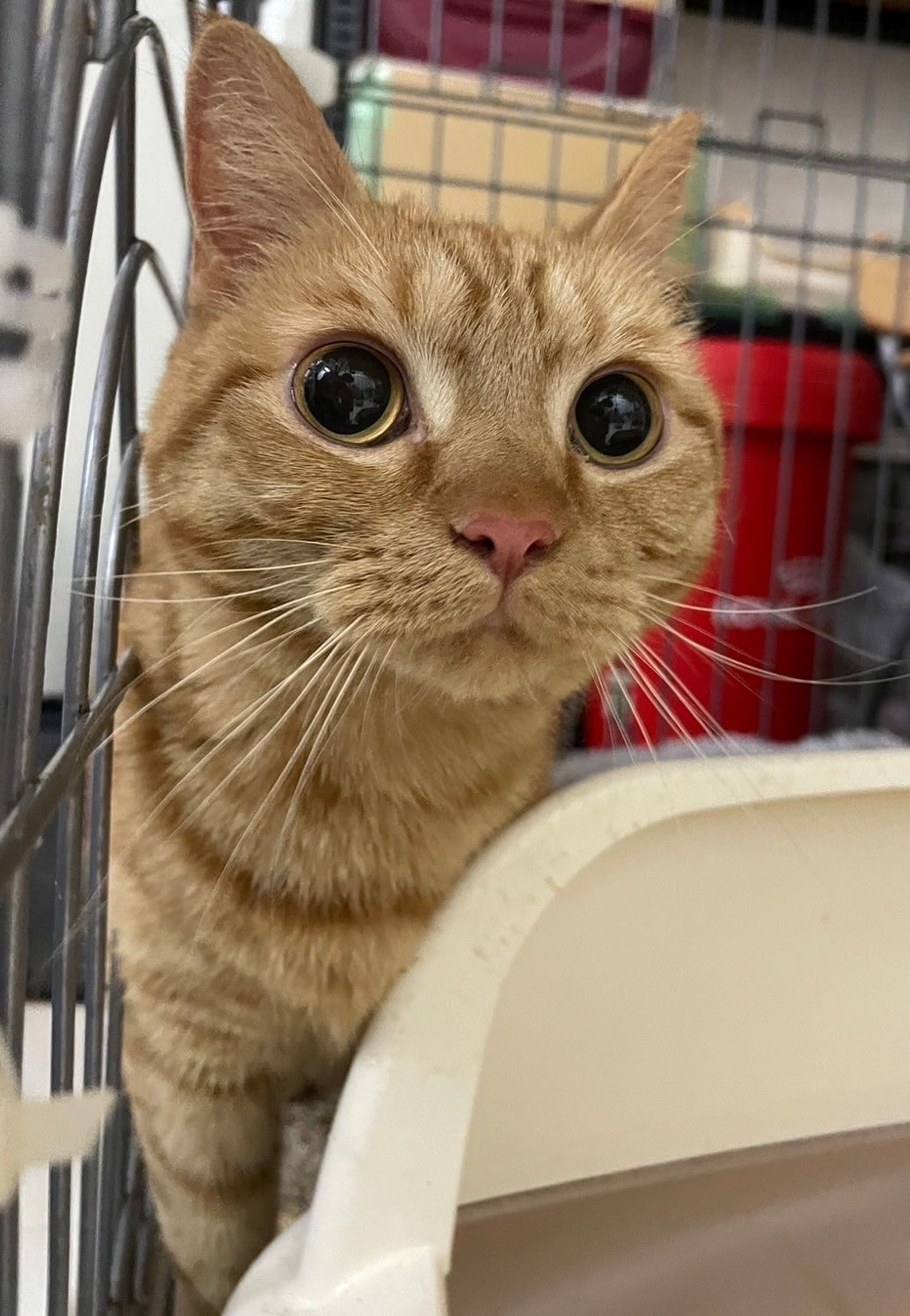 雑種（ミックス猫）・メスの里親募集の写真