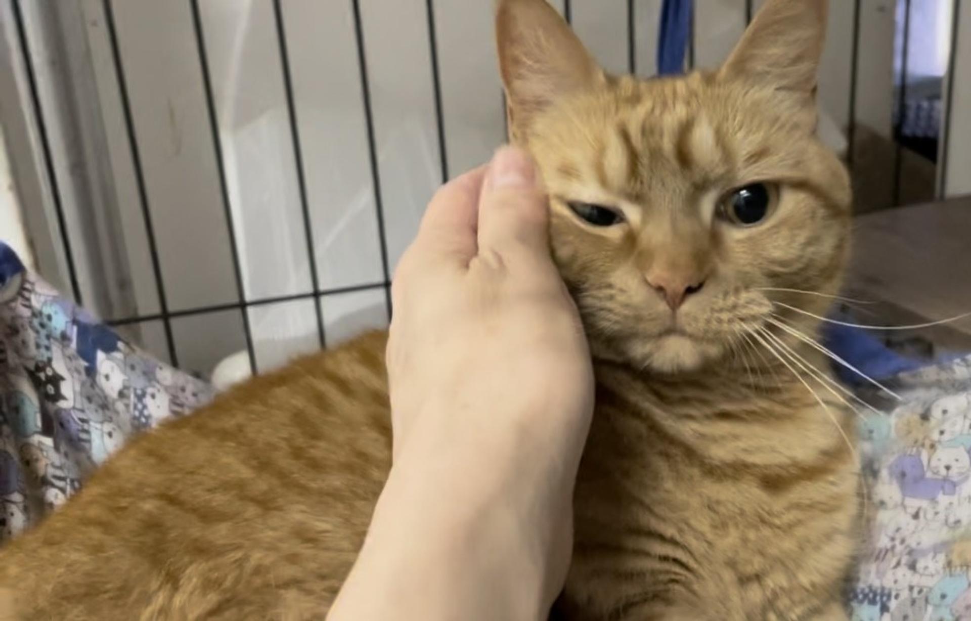 pet-image-7