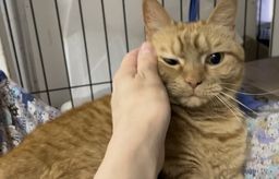 thumb-6