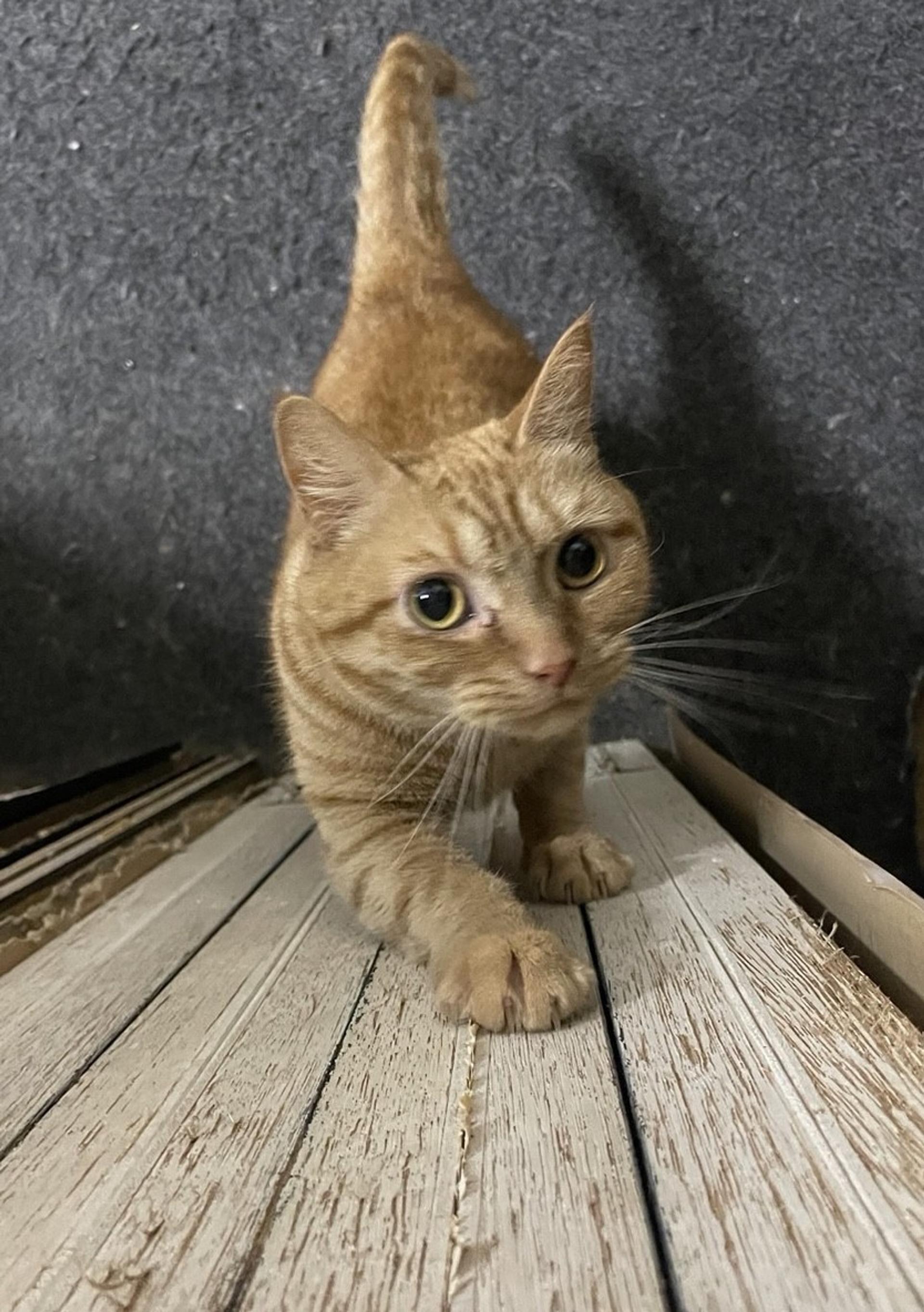 pet-image-2