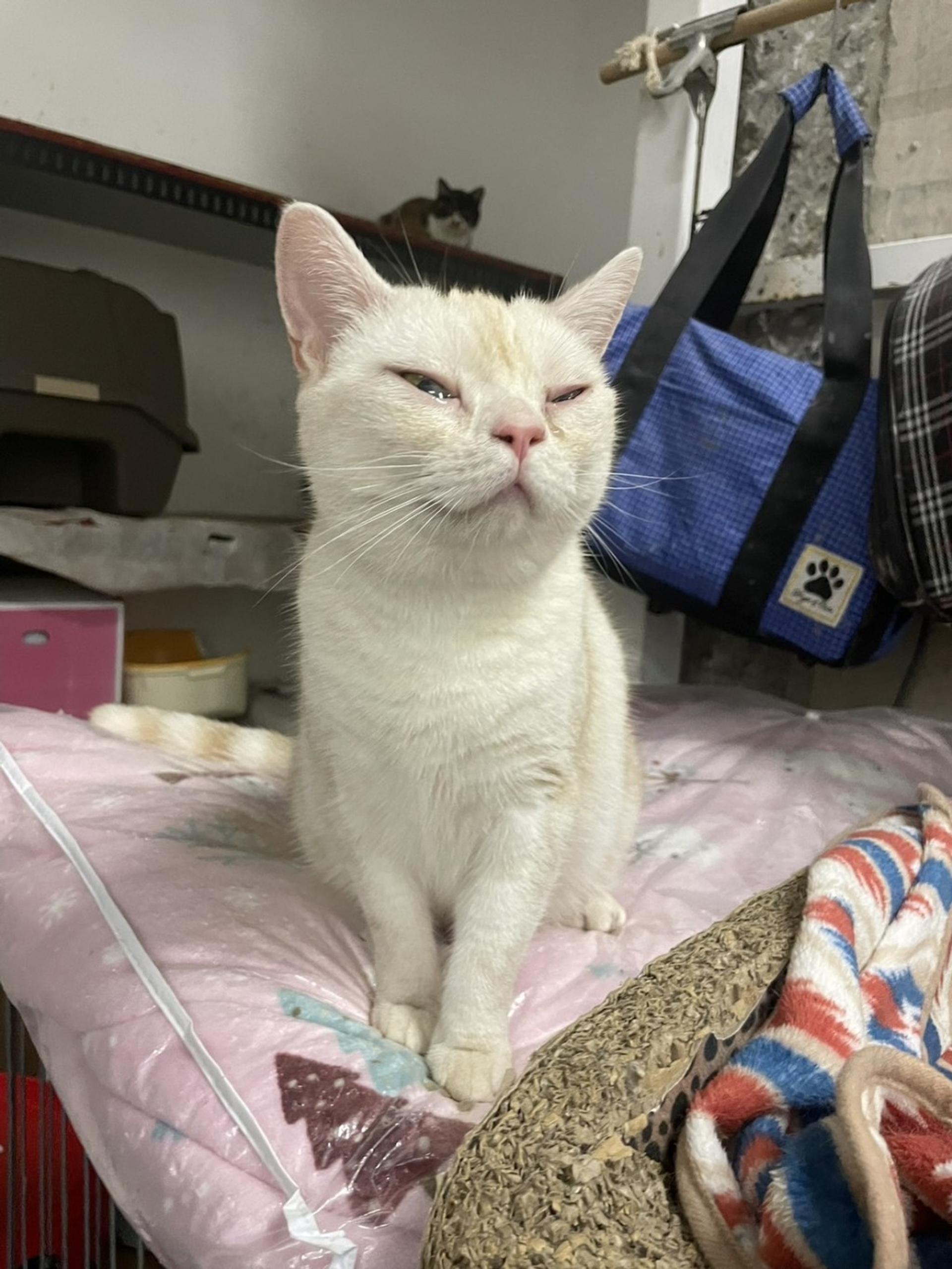 pet-image-8