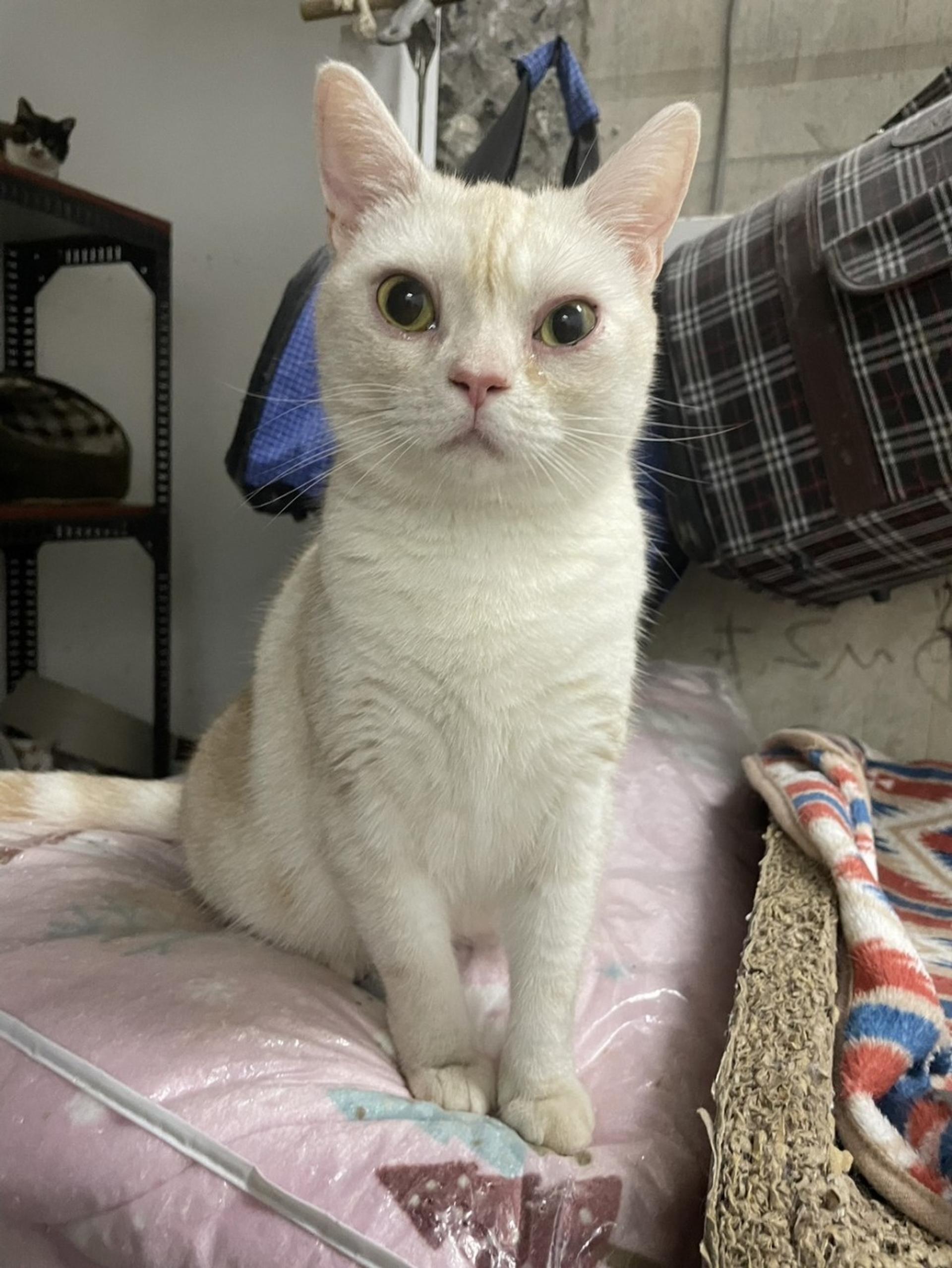 pet-image-6