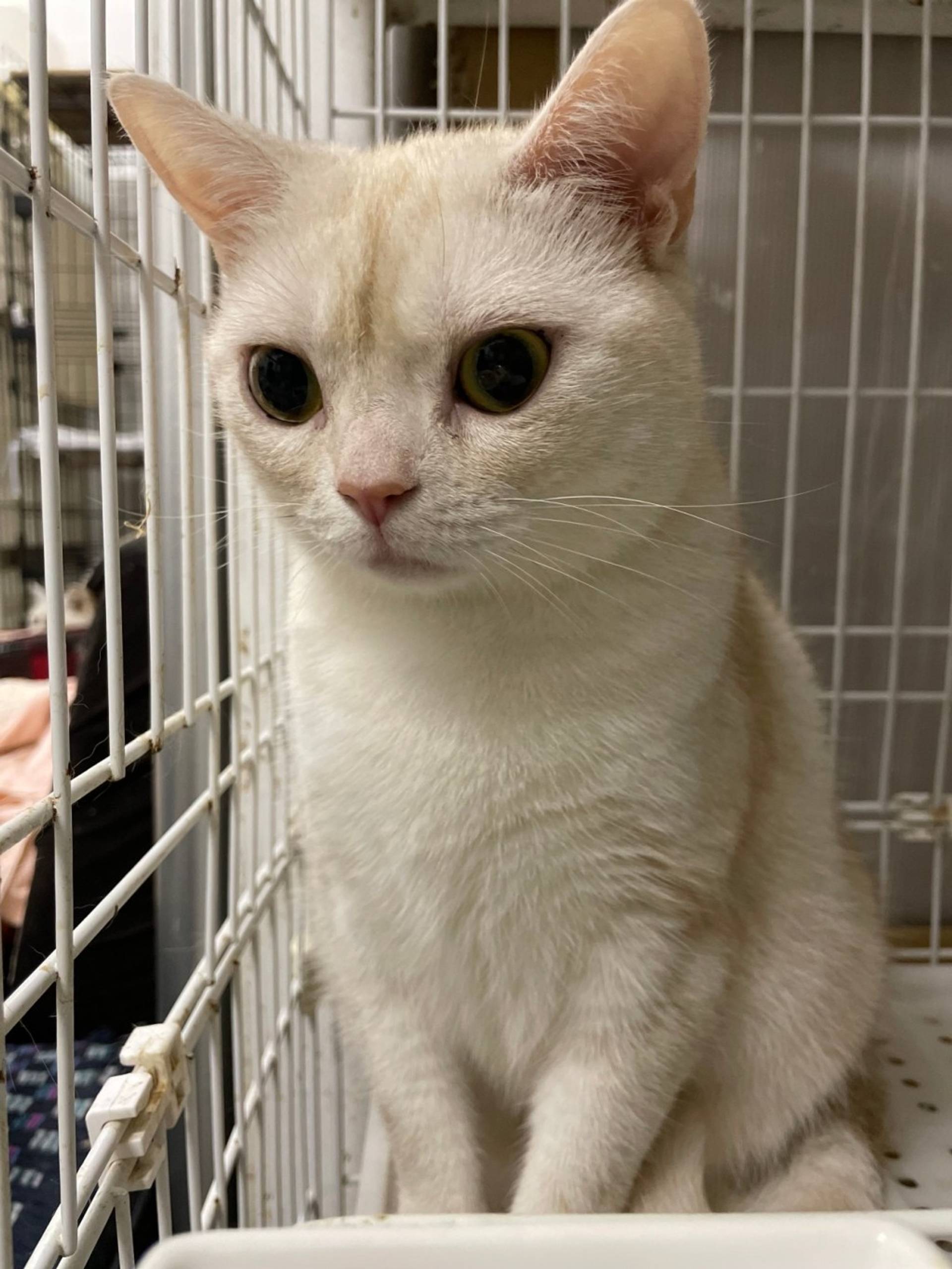 雑種（ミックス猫）・メスの里親募集の写真