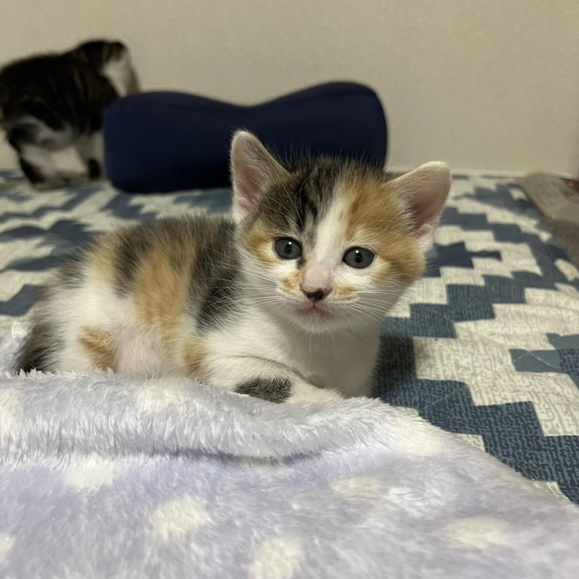 pet-image-9