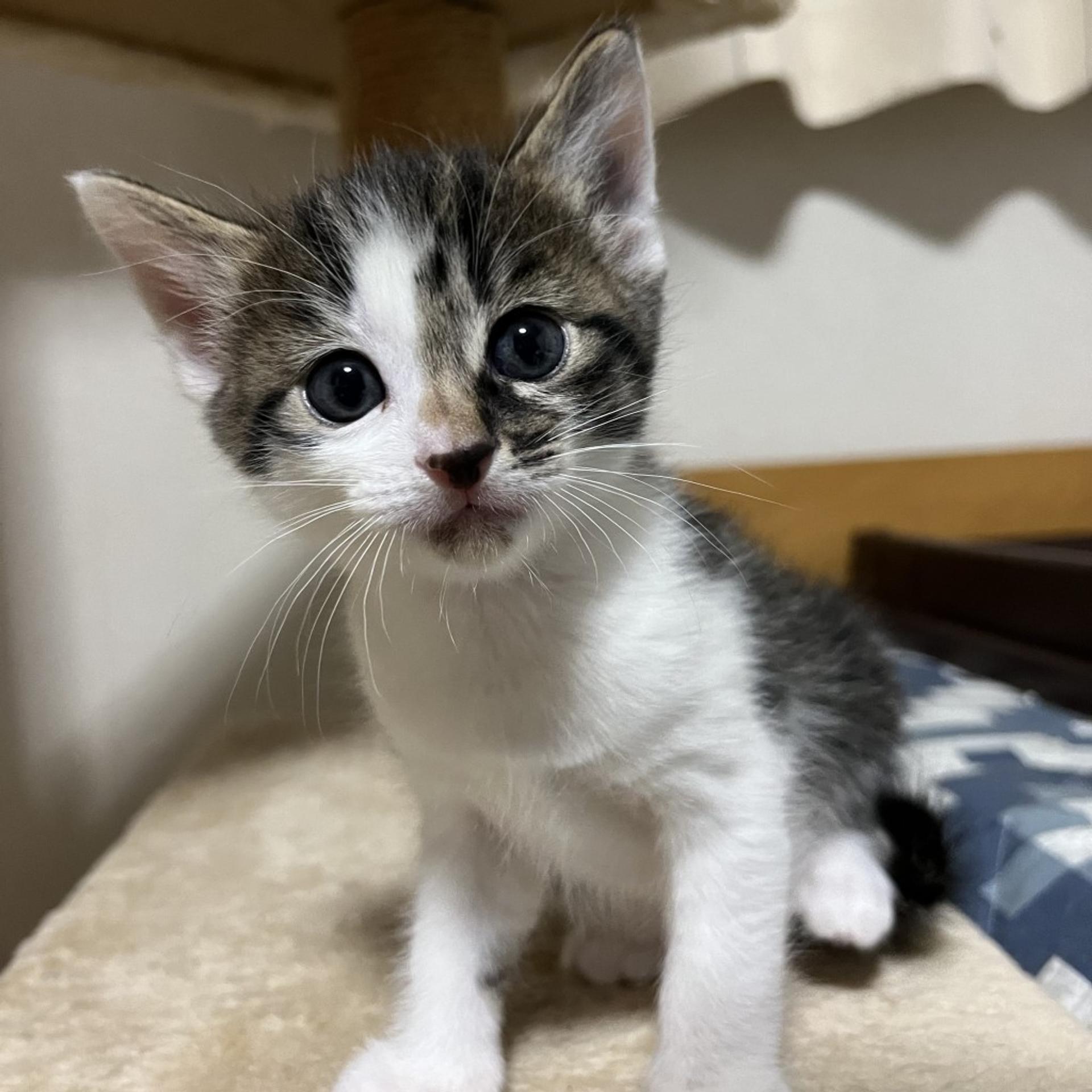 pet-image-7