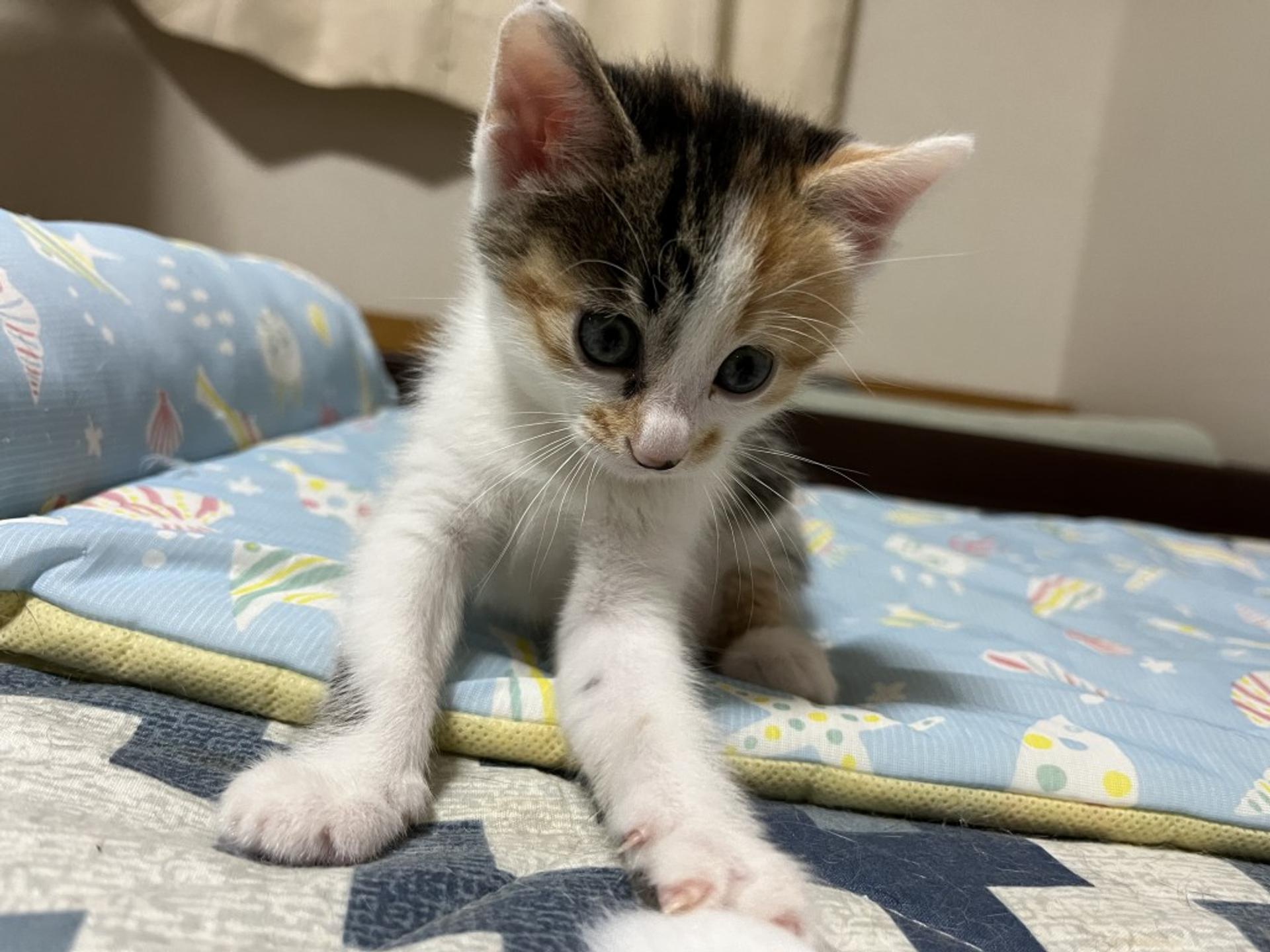 pet-image-6