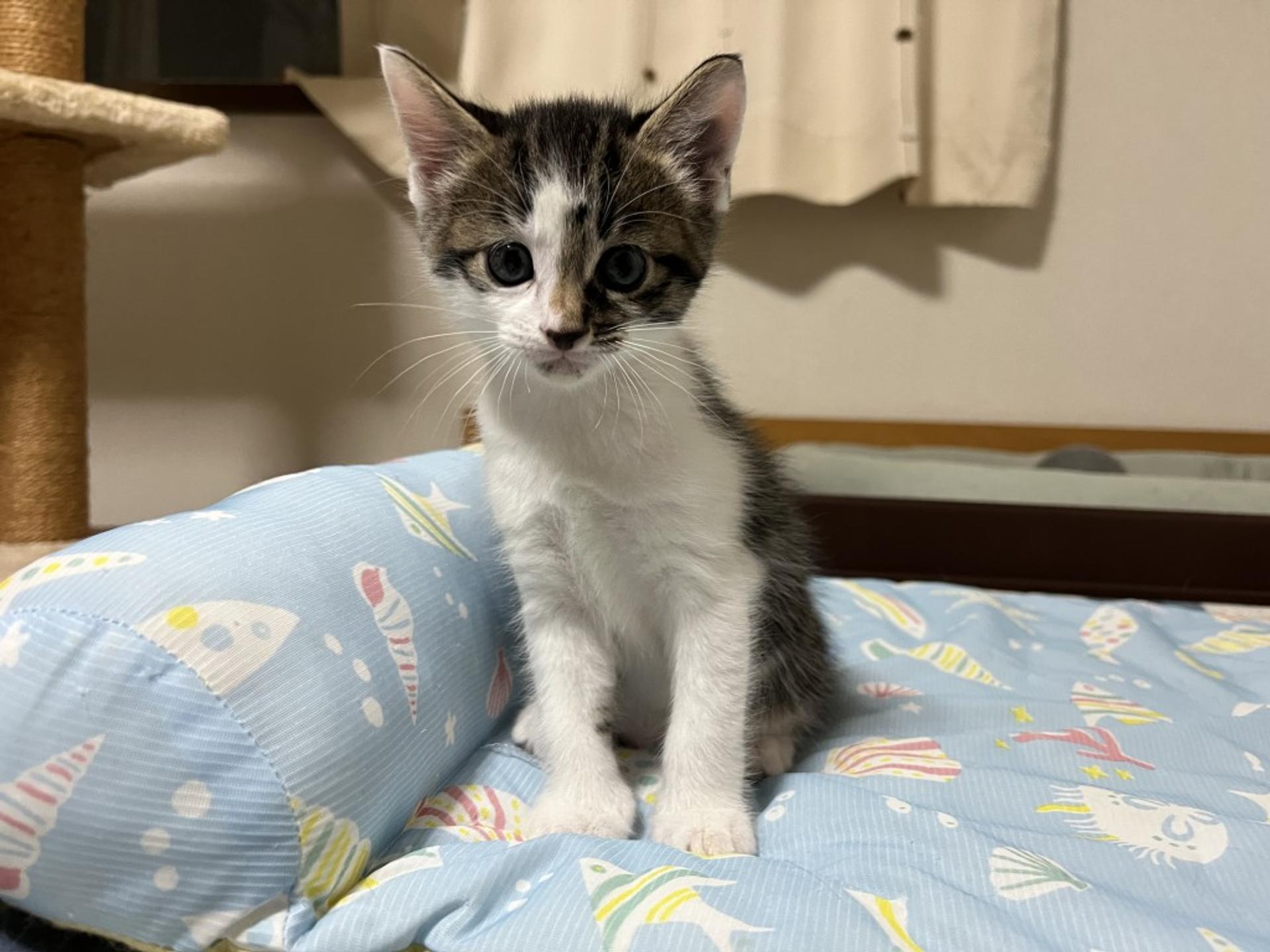 pet-image-8