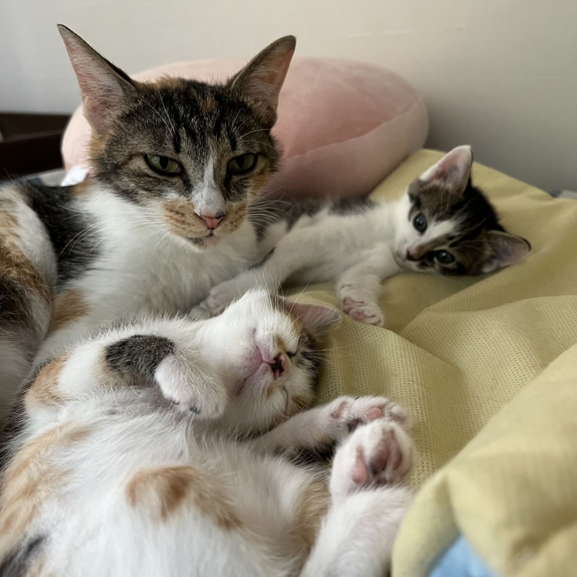 雑種（ミックス猫）・メスの里親募集の写真