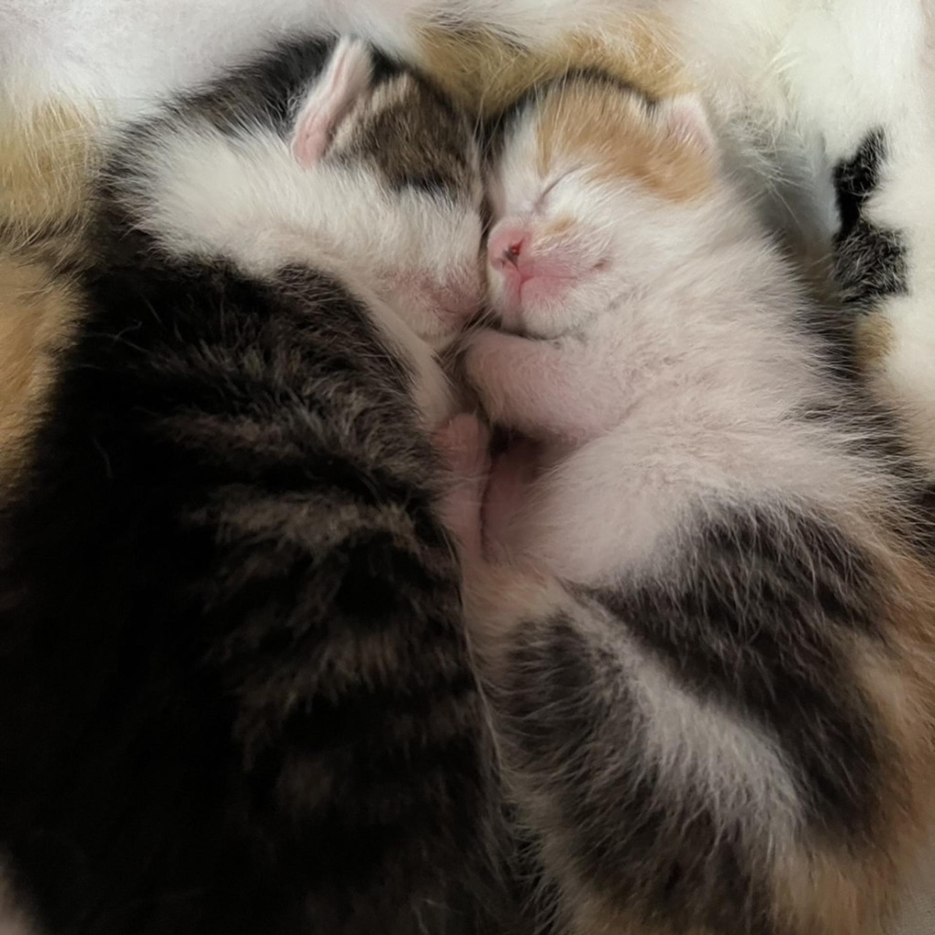 pet-image-10