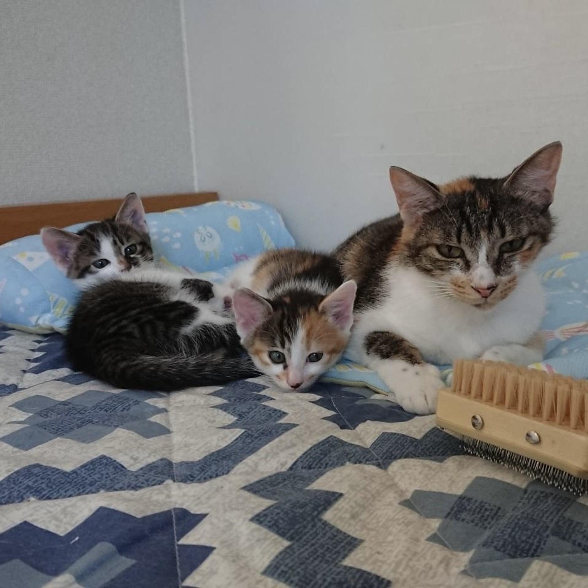 pet-image-2