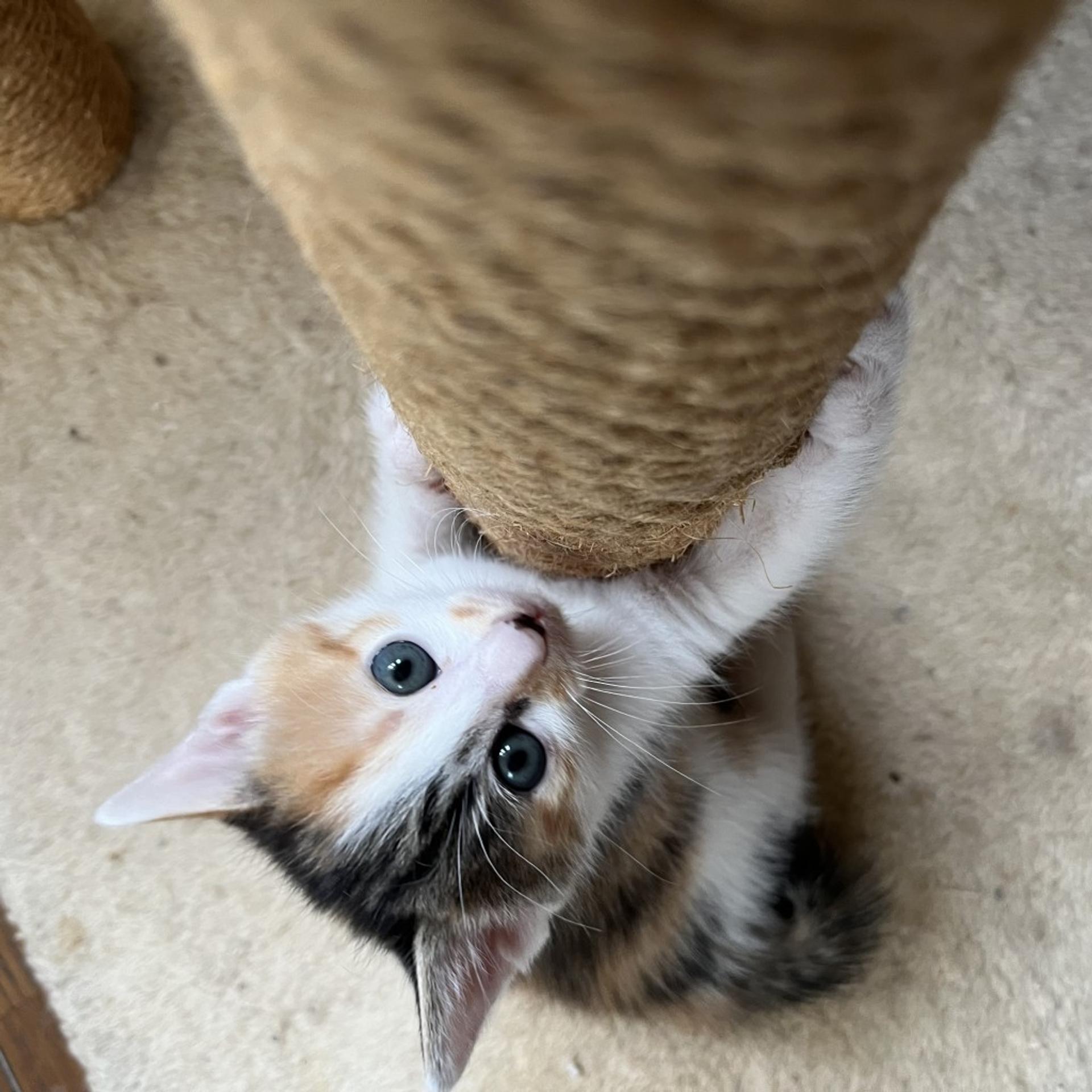 pet-image-3
