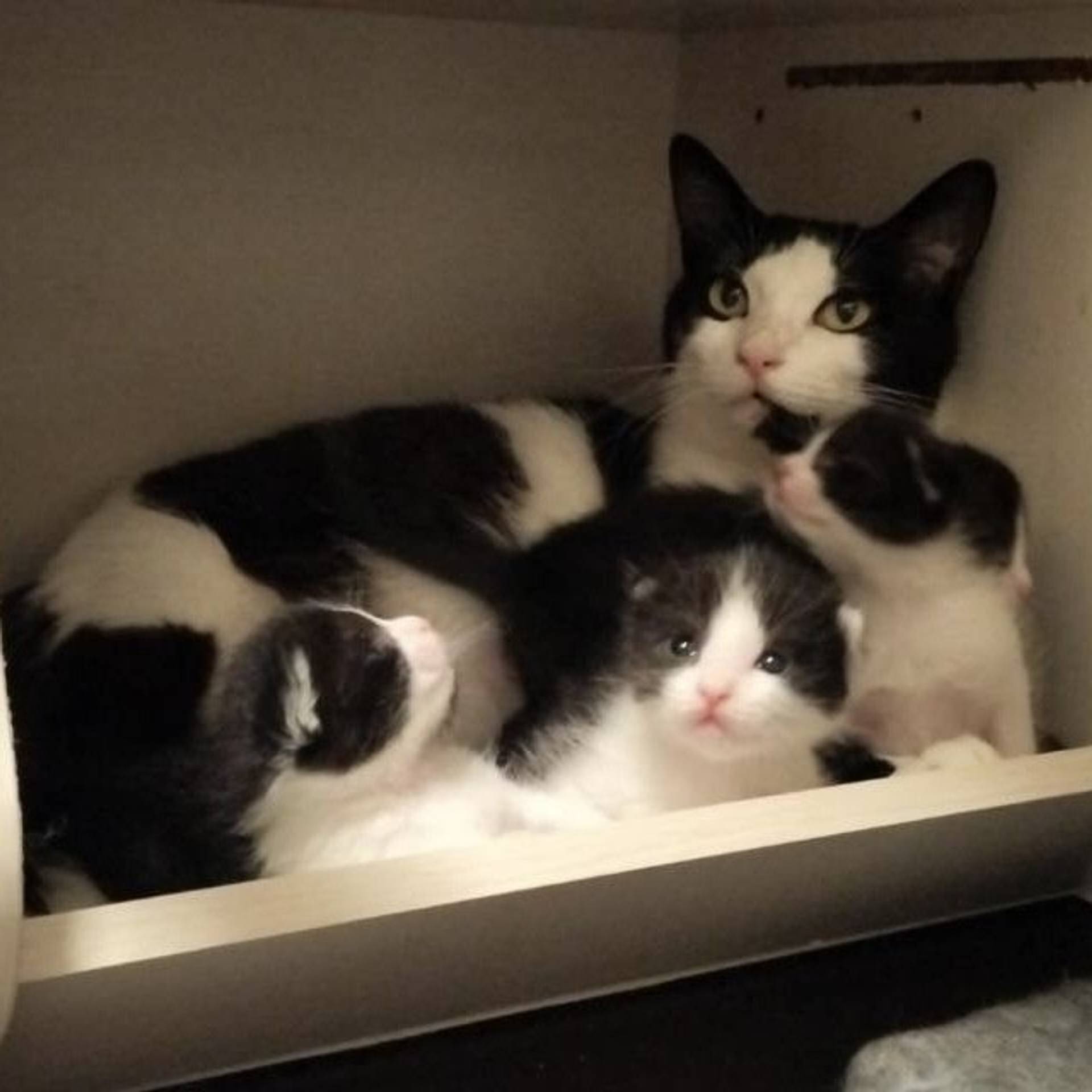 雑種（ミックス猫）・メスの里親募集の写真