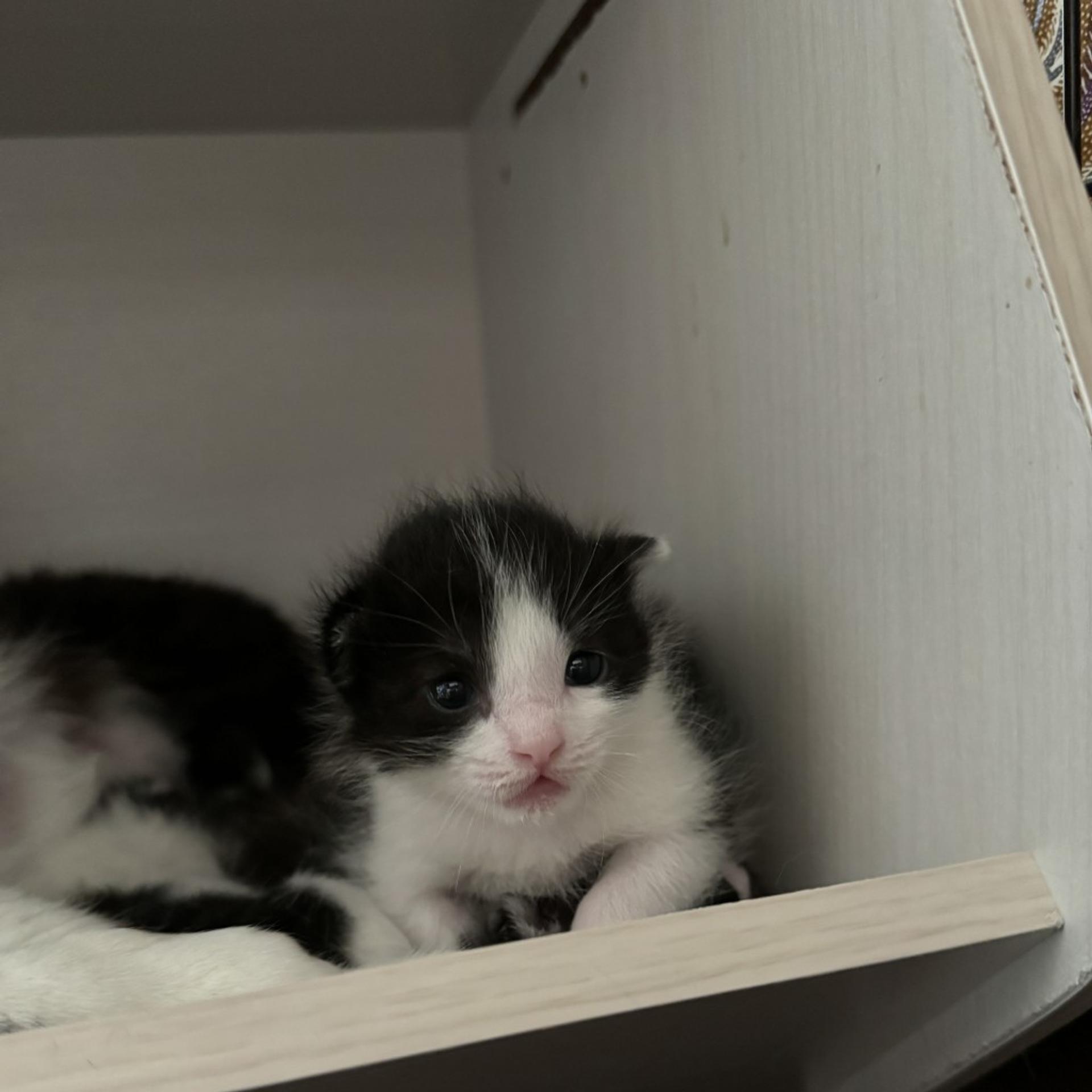 pet-image-3