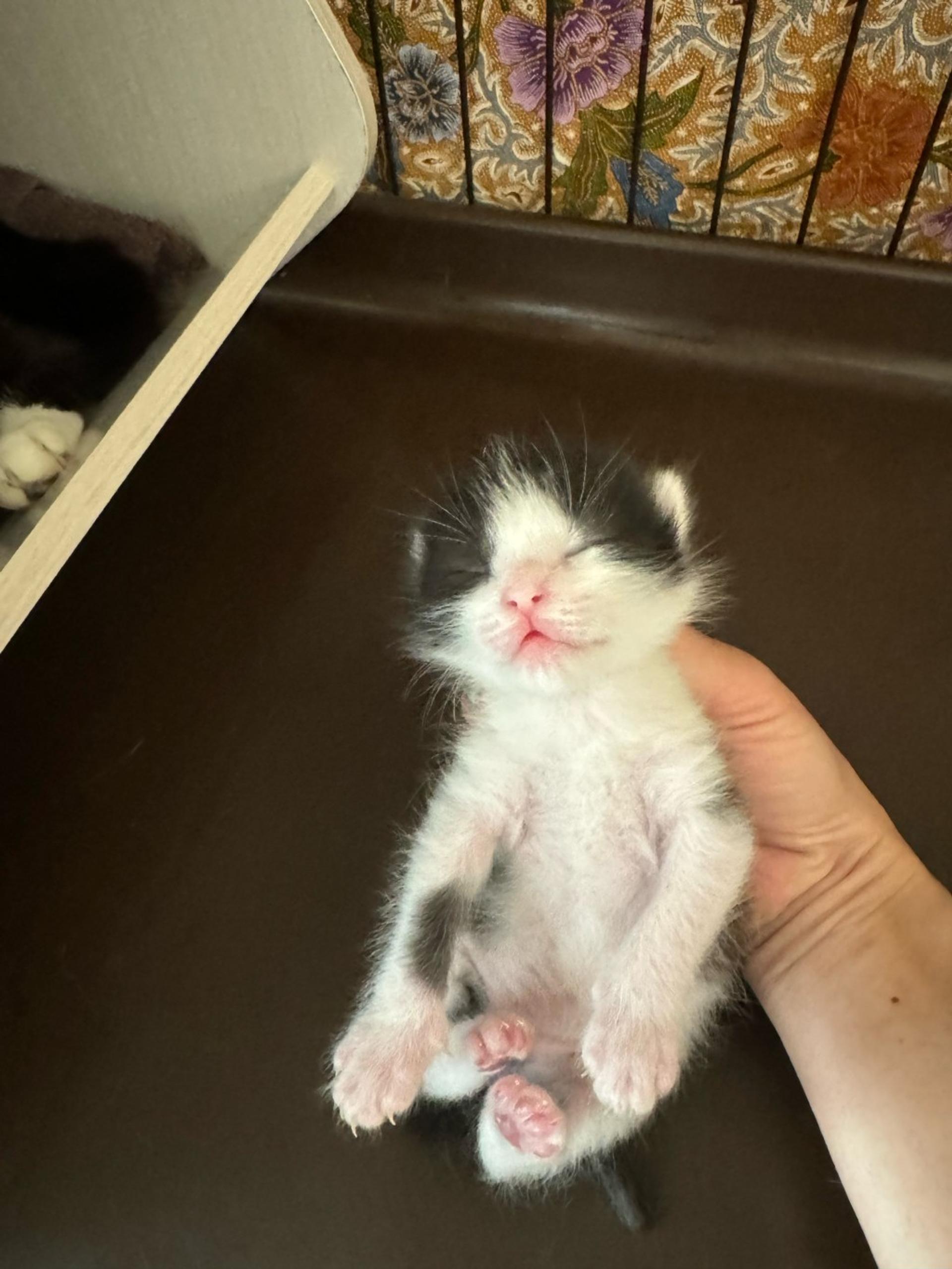 pet-image-8