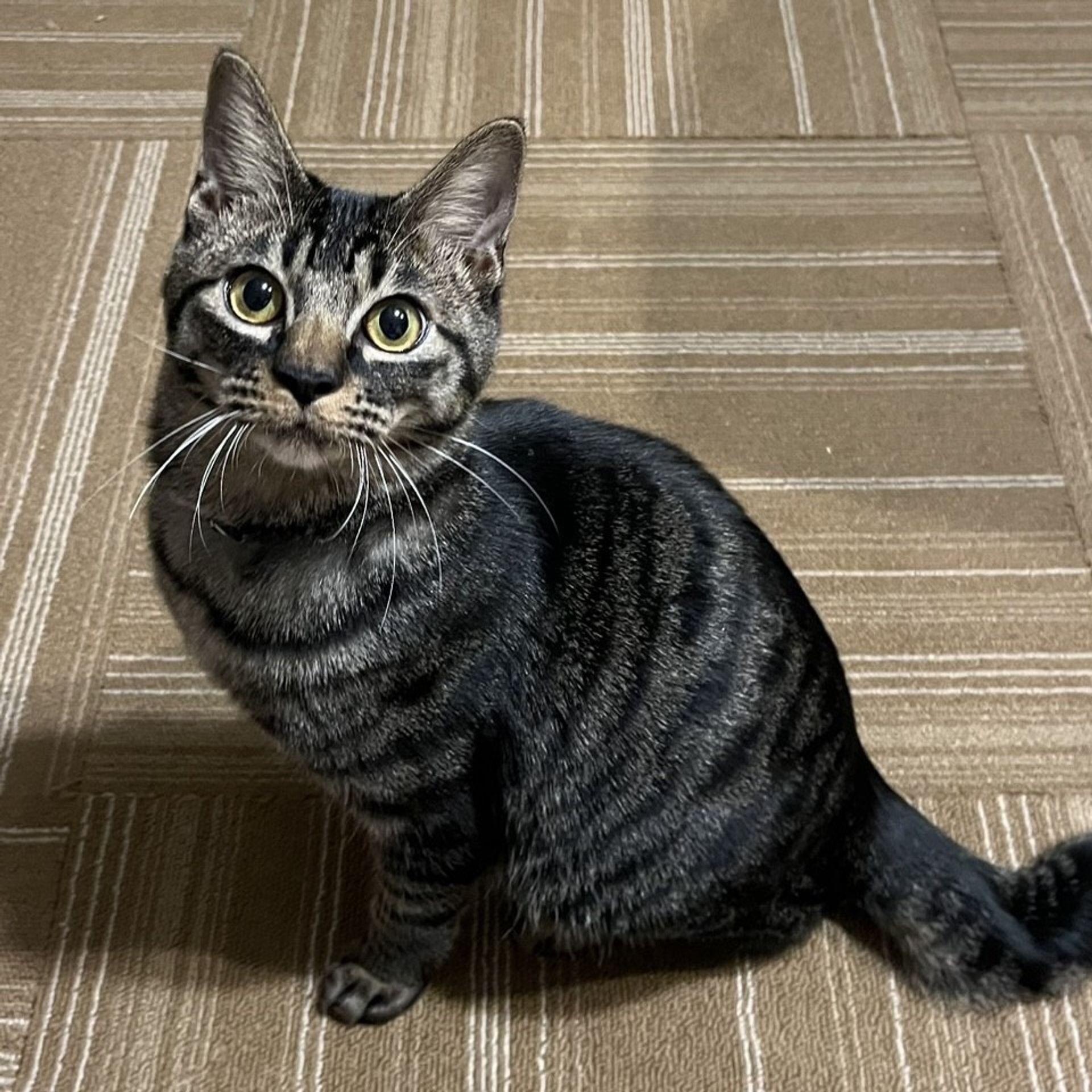 雑種（ミックス猫）・オスの里親募集の写真