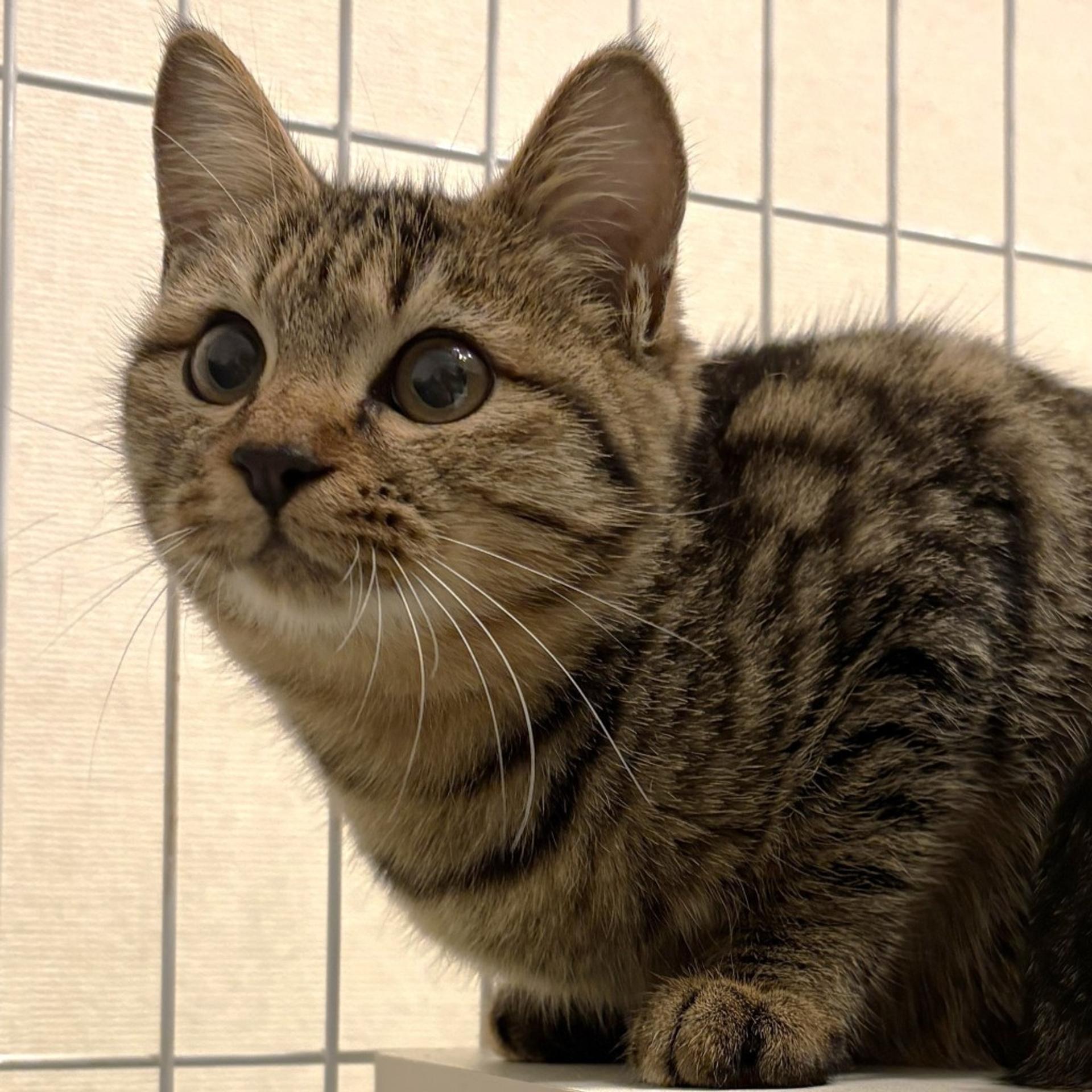 pet-image-4