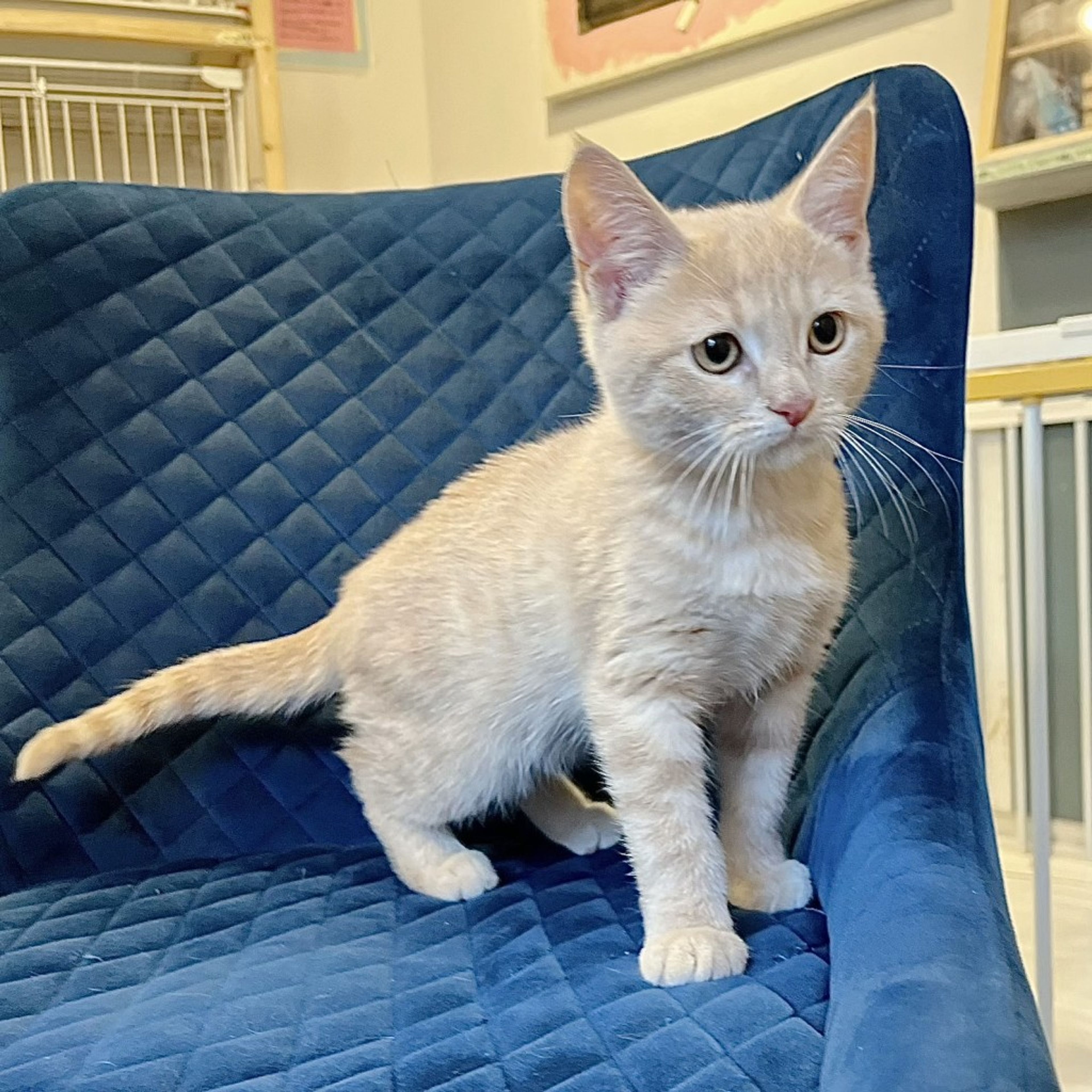 pet-image-9