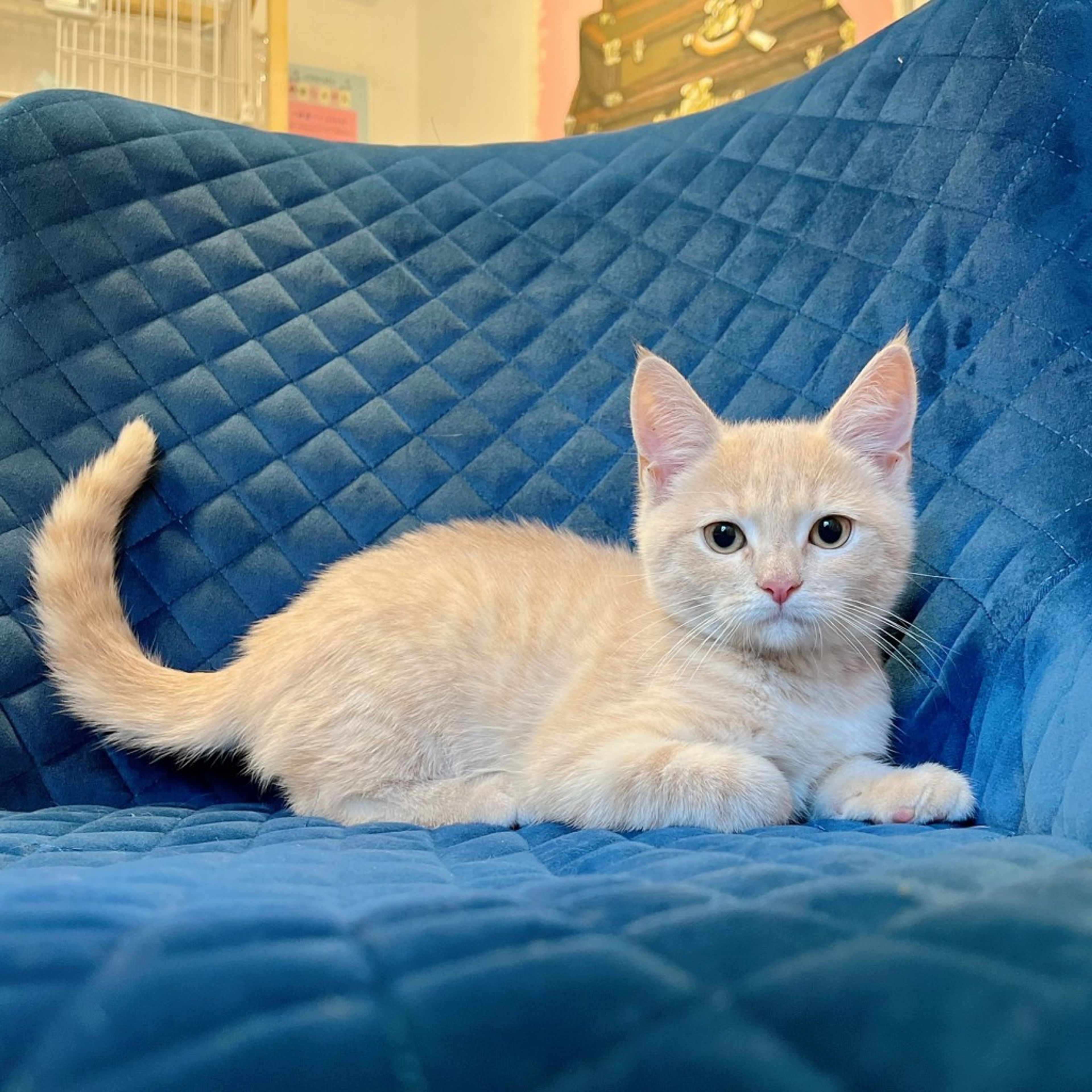 pet-image-8