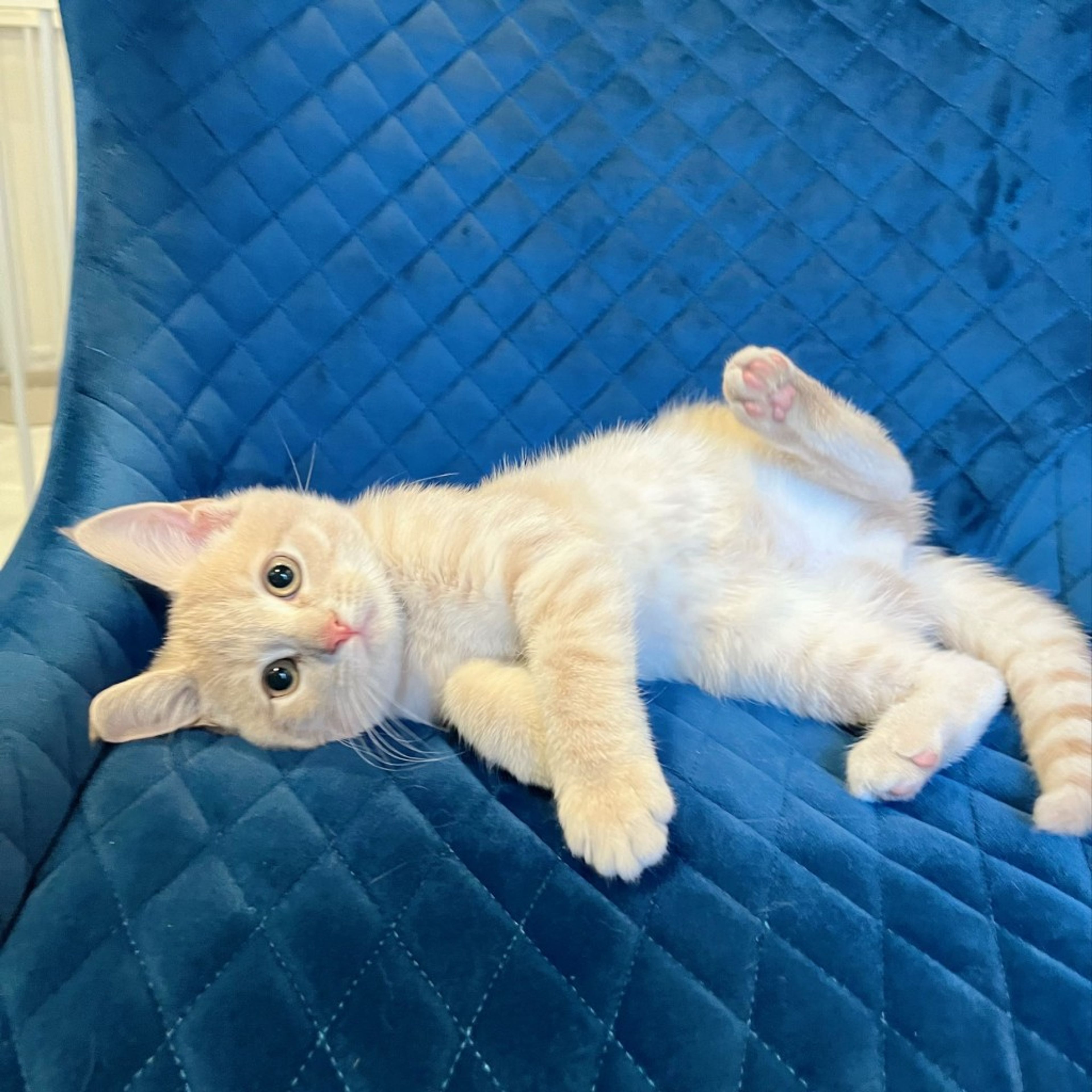 pet-image-4