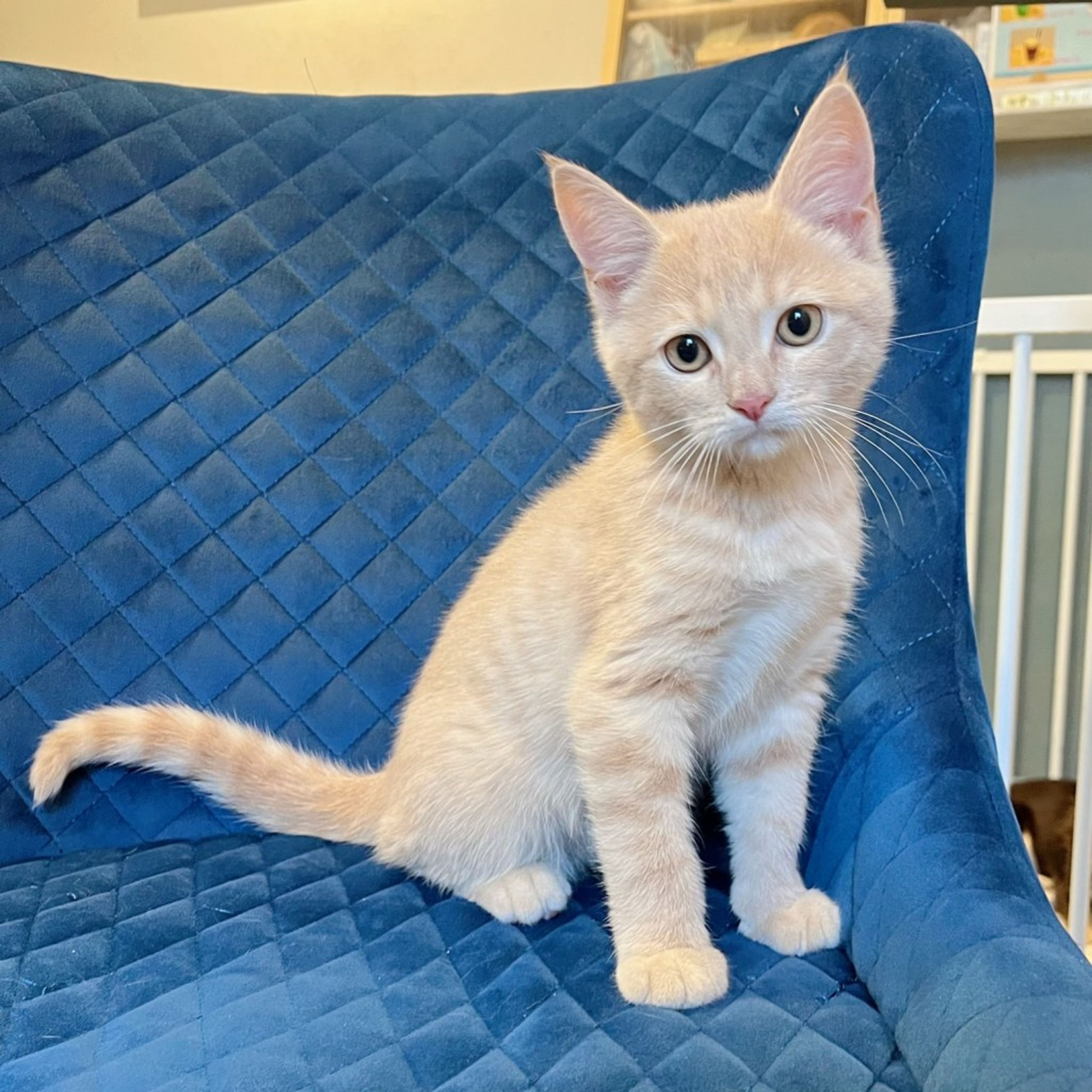 pet-image-5