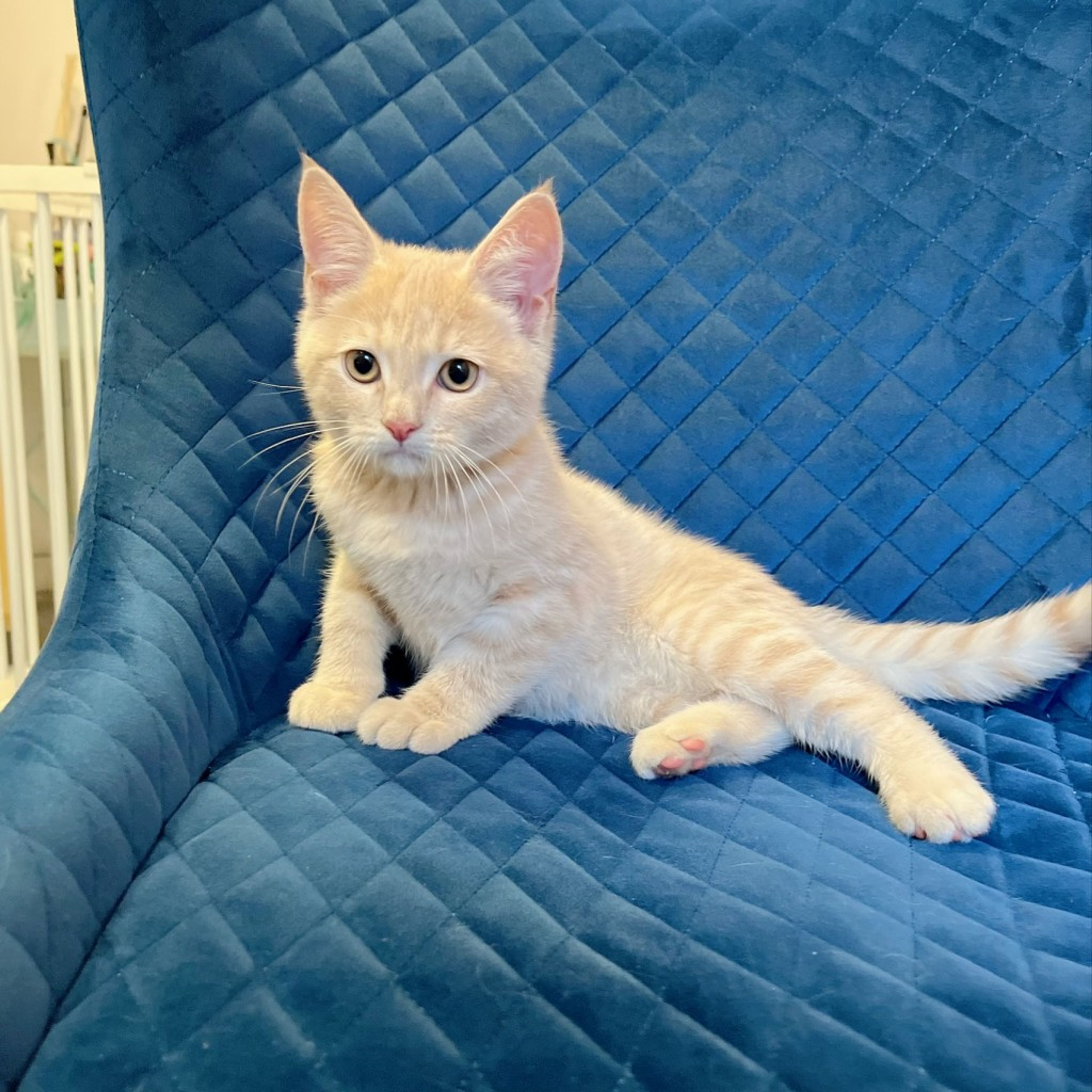 pet-image-6